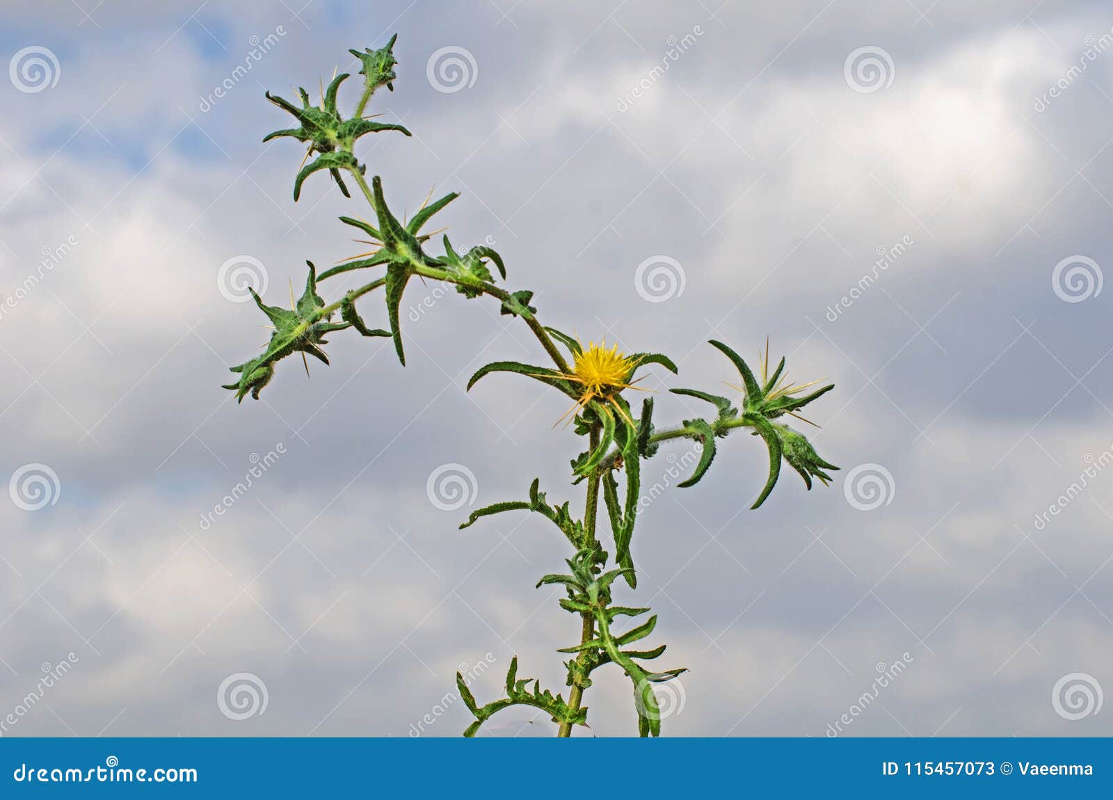 Flower on sky background stock image. Image of cloud - 115457073
