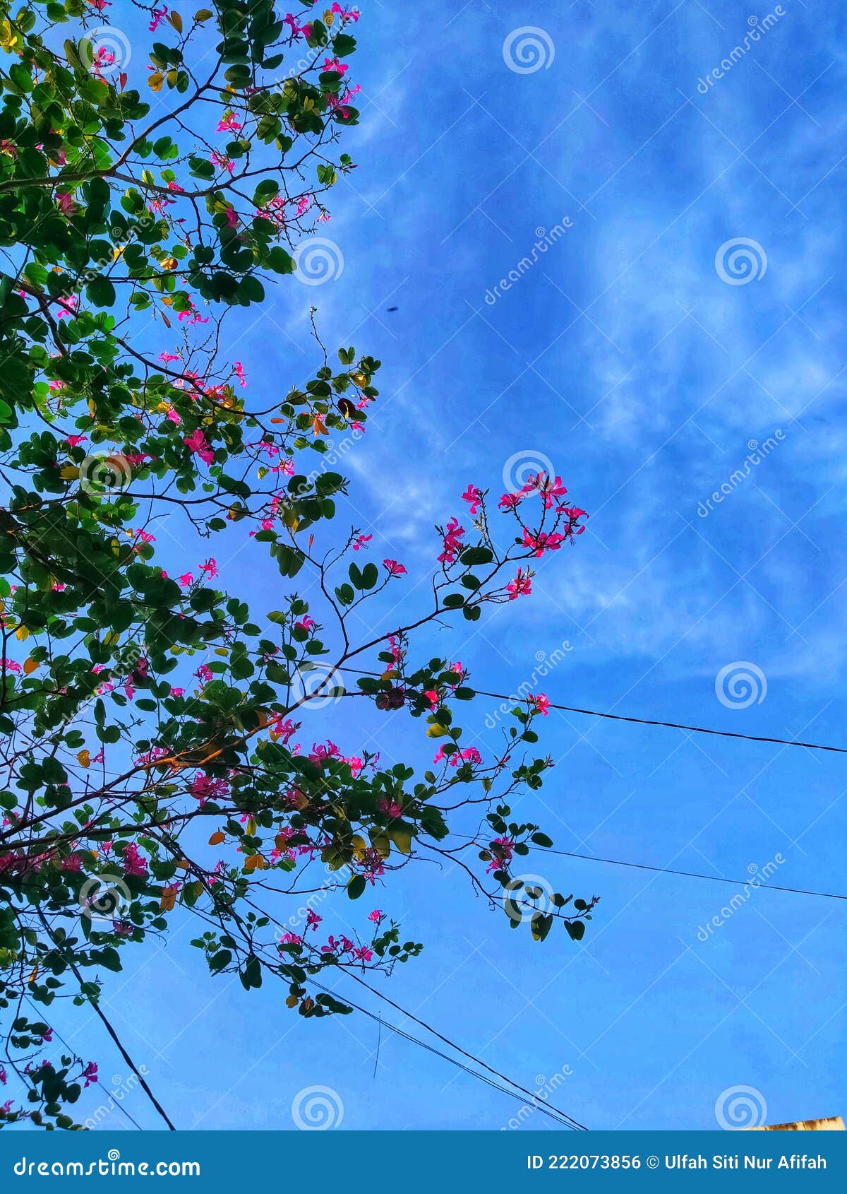 Flower in the sky stock photo. Image of flower, nature 222073856