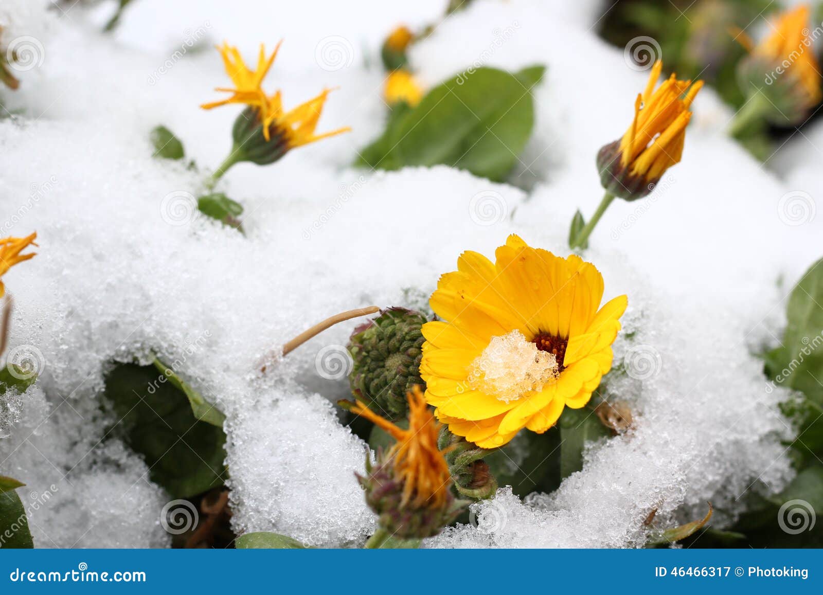 Flower in snow stock image. Image of blooming, colourful 46466317