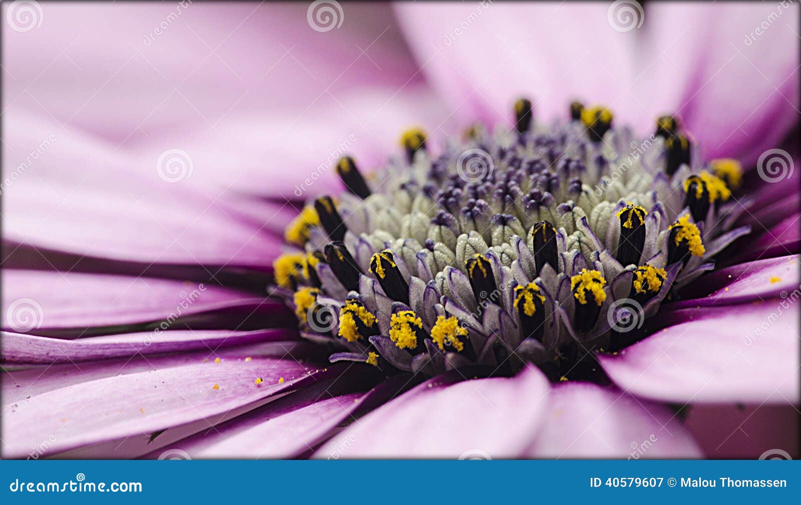 Flower Spanish daisy stock image. Image of macro, detail 40579607