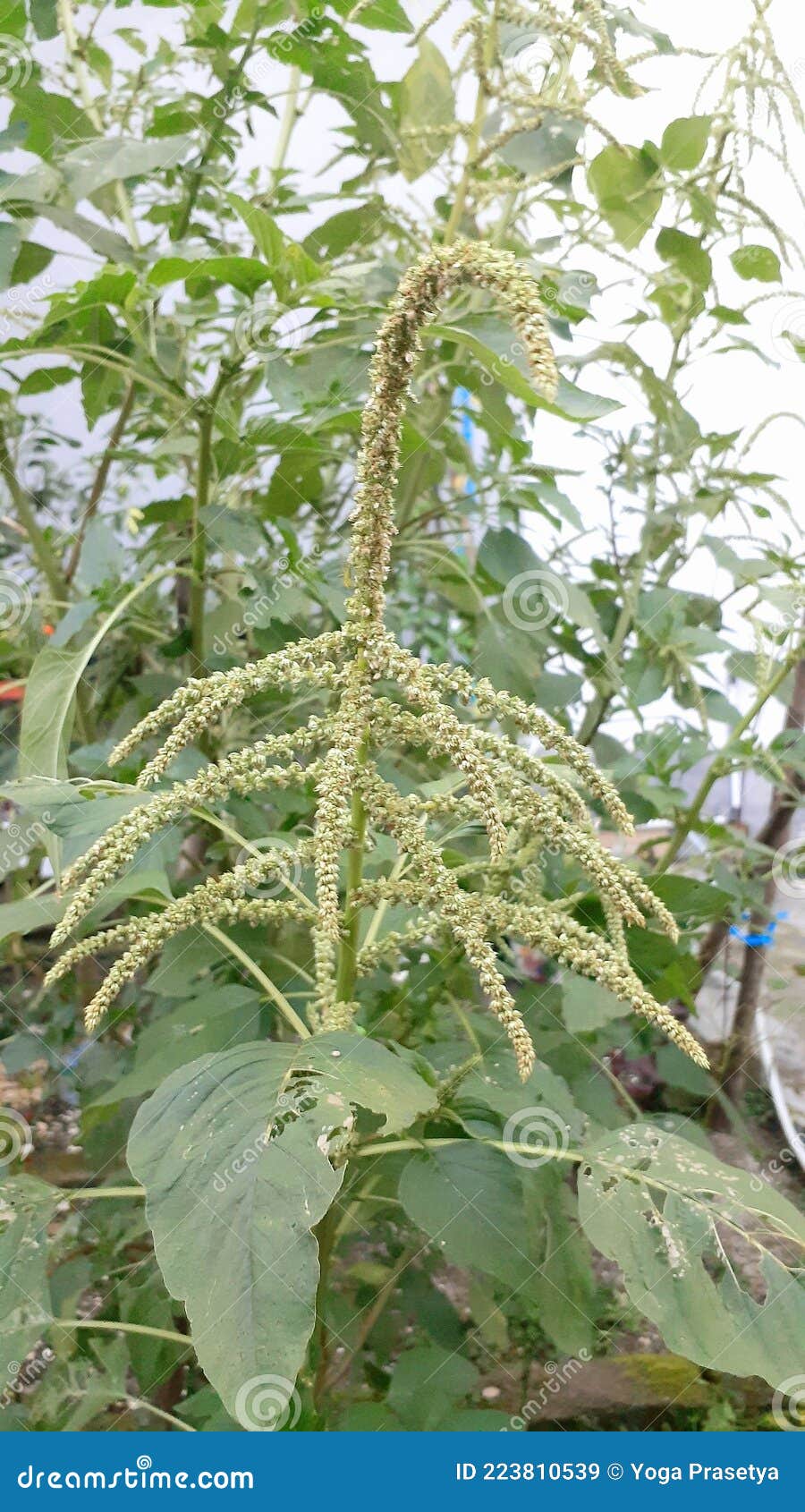 Flower of spinach plant stock image. Image of plant 223810539