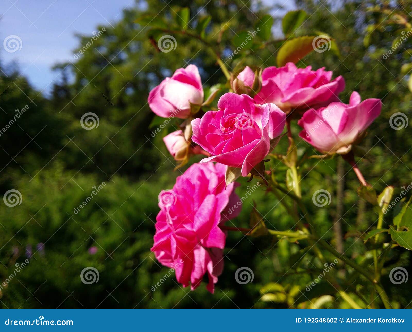 Flower of a Spray Pink Rose on a Background of Garden Greenery. Stock