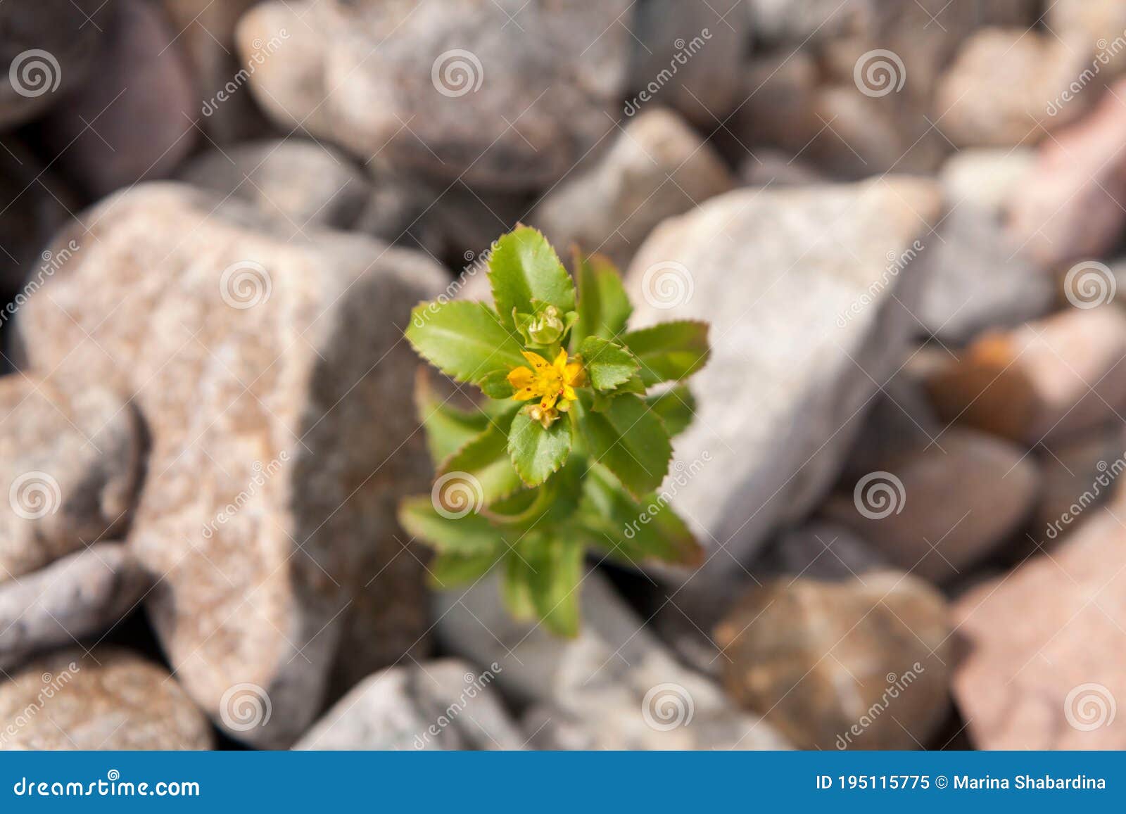 The Flower Sprouted in the Middle of Rocky Soil Stock Image Image of