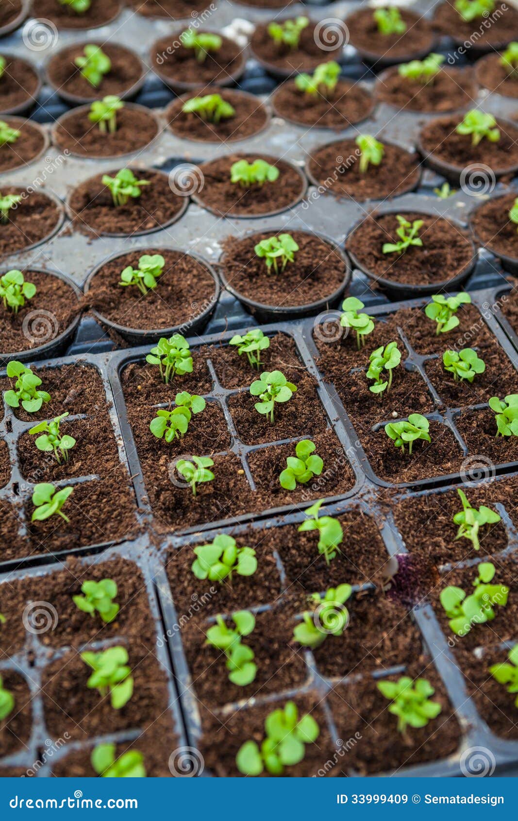 Flower sprouts stock image. Image of conservation, seedling 33999409