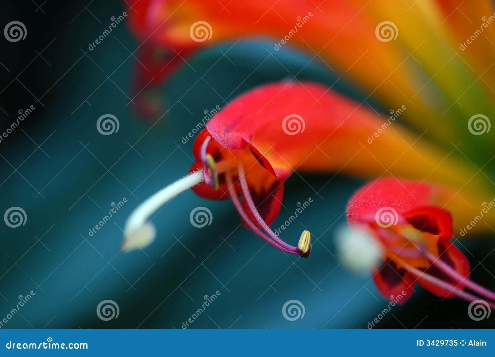 Flower Stamens stock image. Image of tinny, growth, garden 3429735