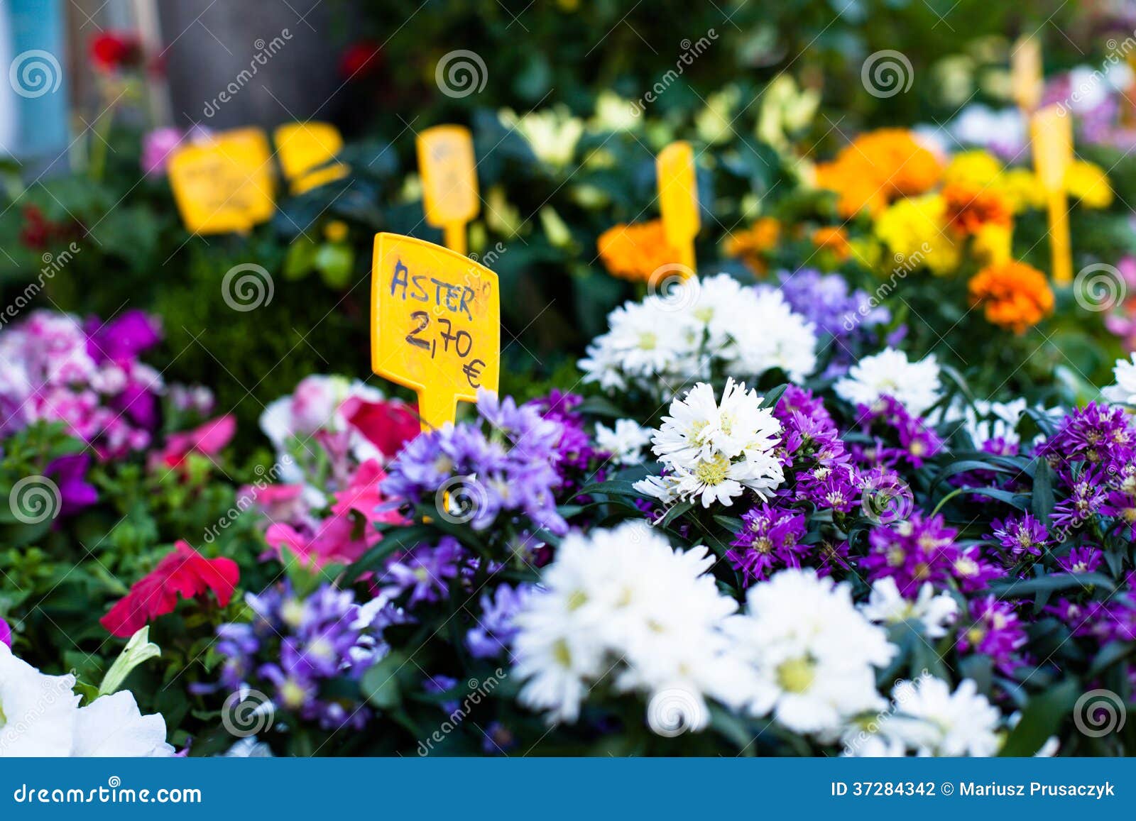 Flower Stand in Spanish Street. Stock Photo Image of outside, flora