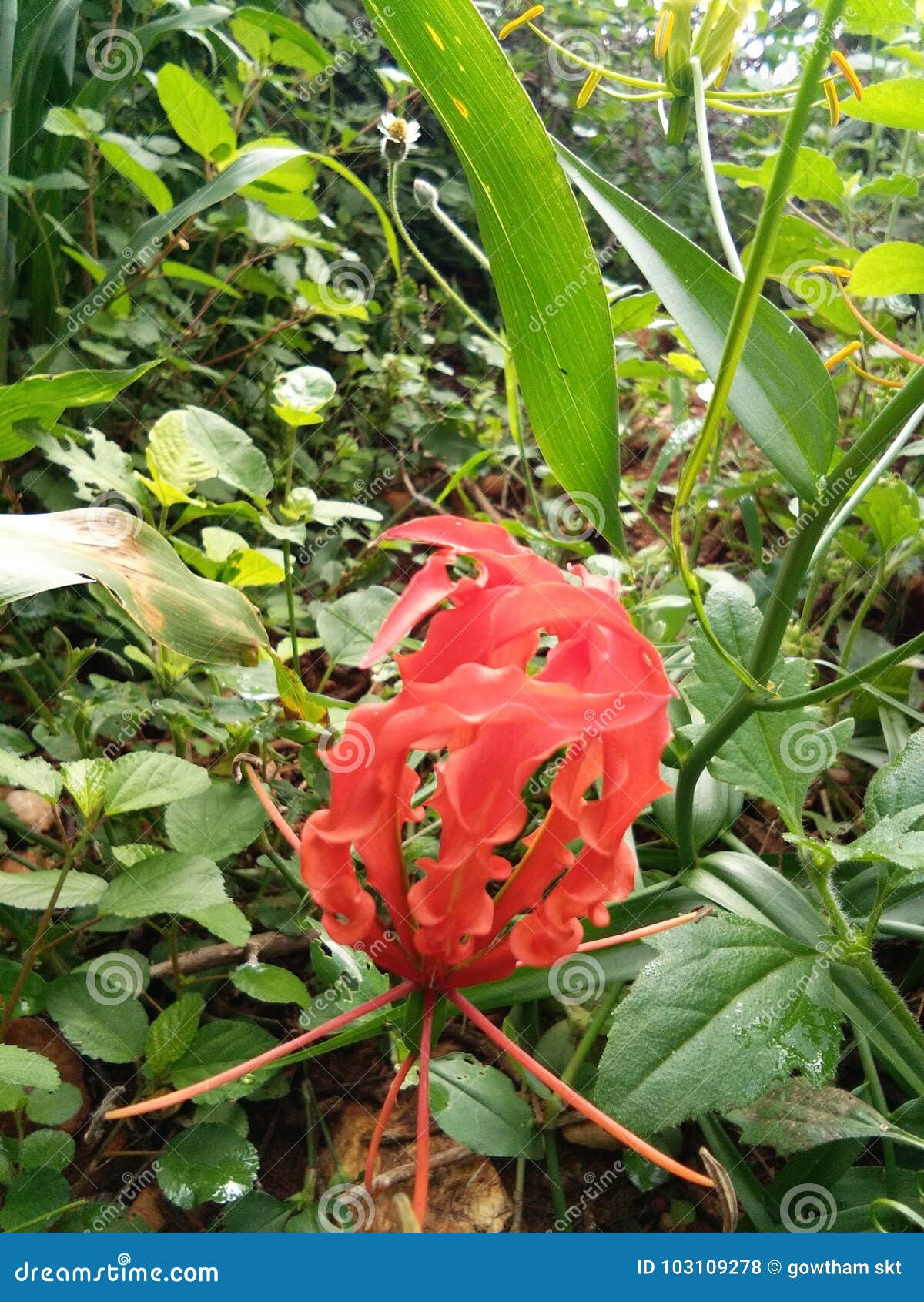 Tamil flower stock photo. Image of flower, main, tamil 103109278
