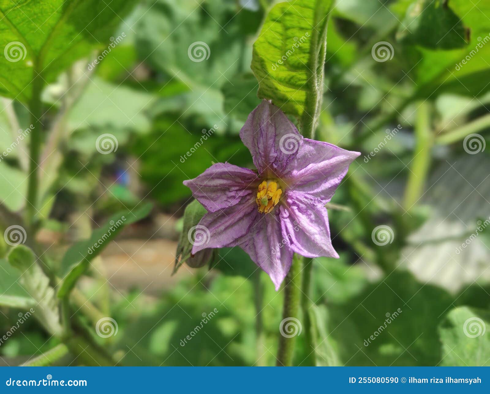 The Flower is Still Blooming Stock Photo Image of beautiful, green 255080590