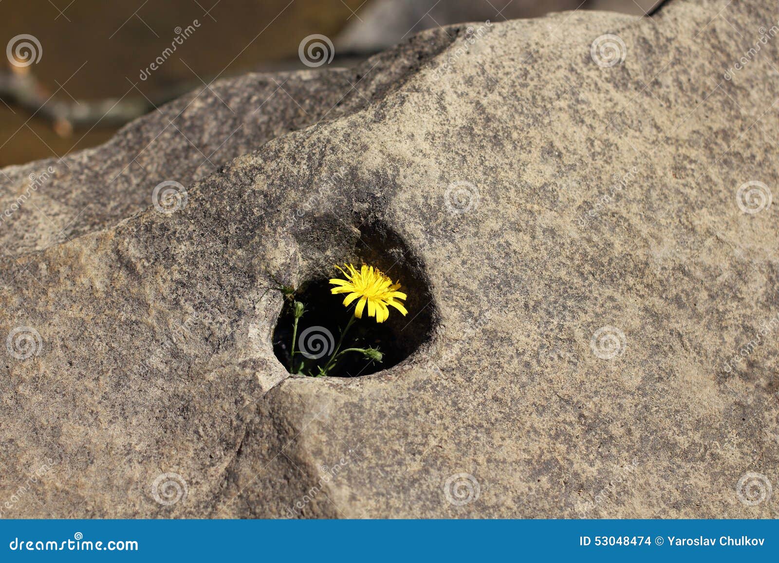 A flower in a stone. Tiny yellow flower growing up in a stone