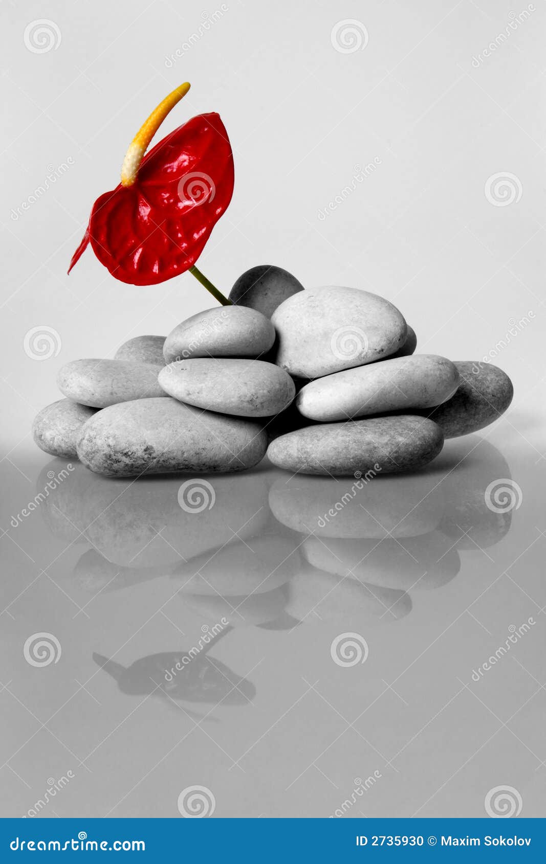 Flower from stones stock photo. Image of stack, steps 2735930
