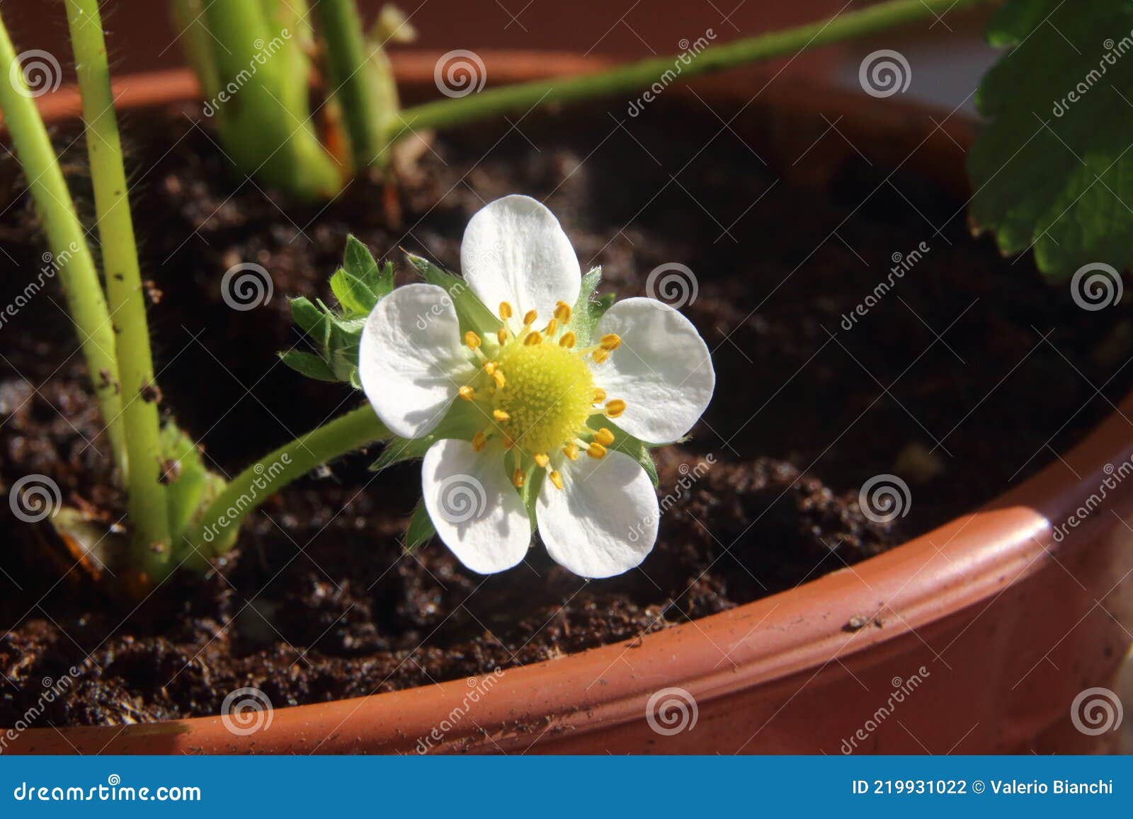 the flower of strawberries. .cultivation of strawberries in pots.