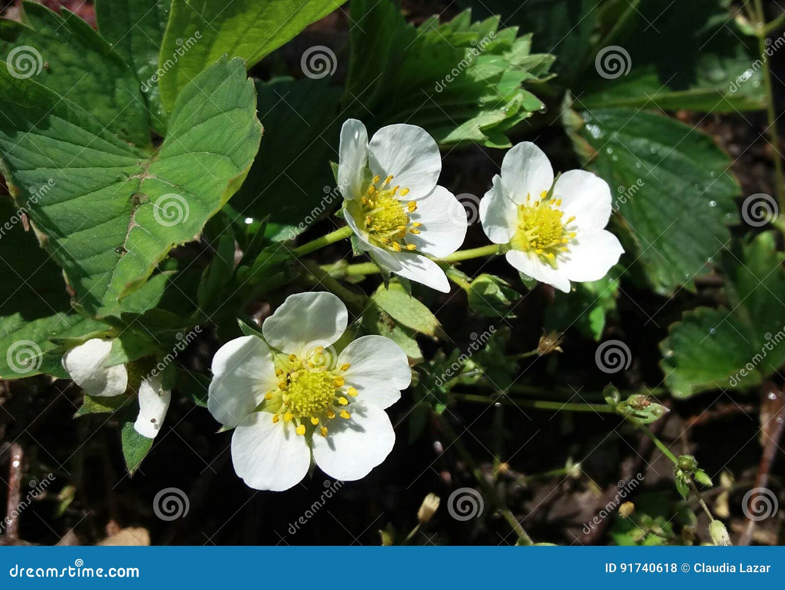 Flower strawberry stock photo. Image of flower, blossom 91740618