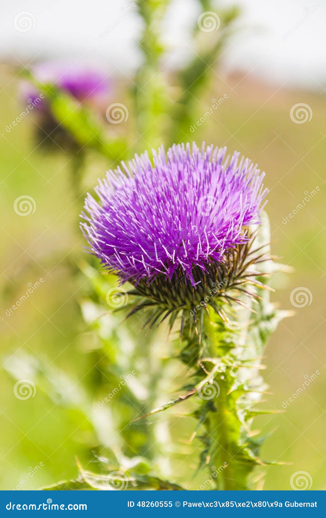 Flower of the subfamily Carduoideae. Beautiful flower of the family Asteraceae