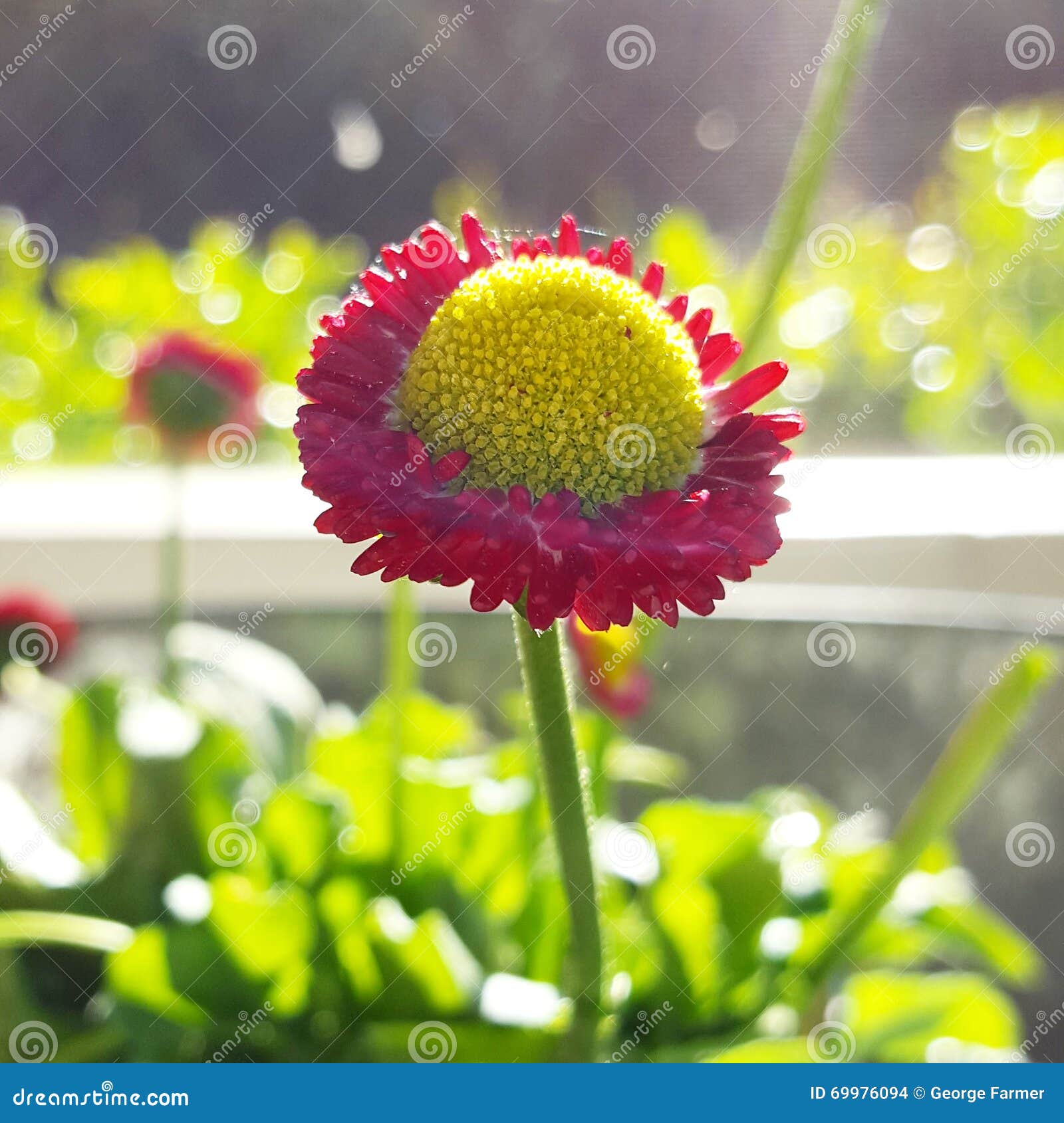 Flower in sun stock photo. Image of plants, light, color 69976094