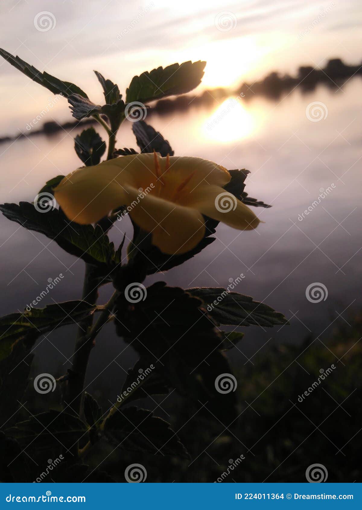 Flower in sunrise stock photo. Image of flower, morning - 224011364