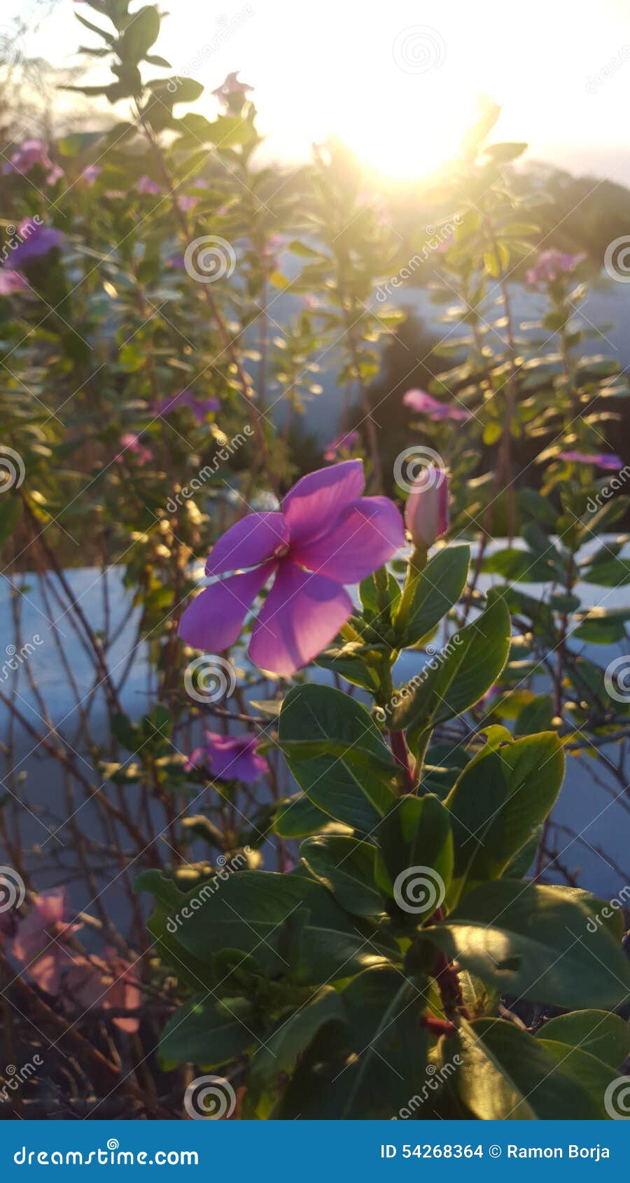 Flower in the sunset stock photo. Image of flora, flower 54268364