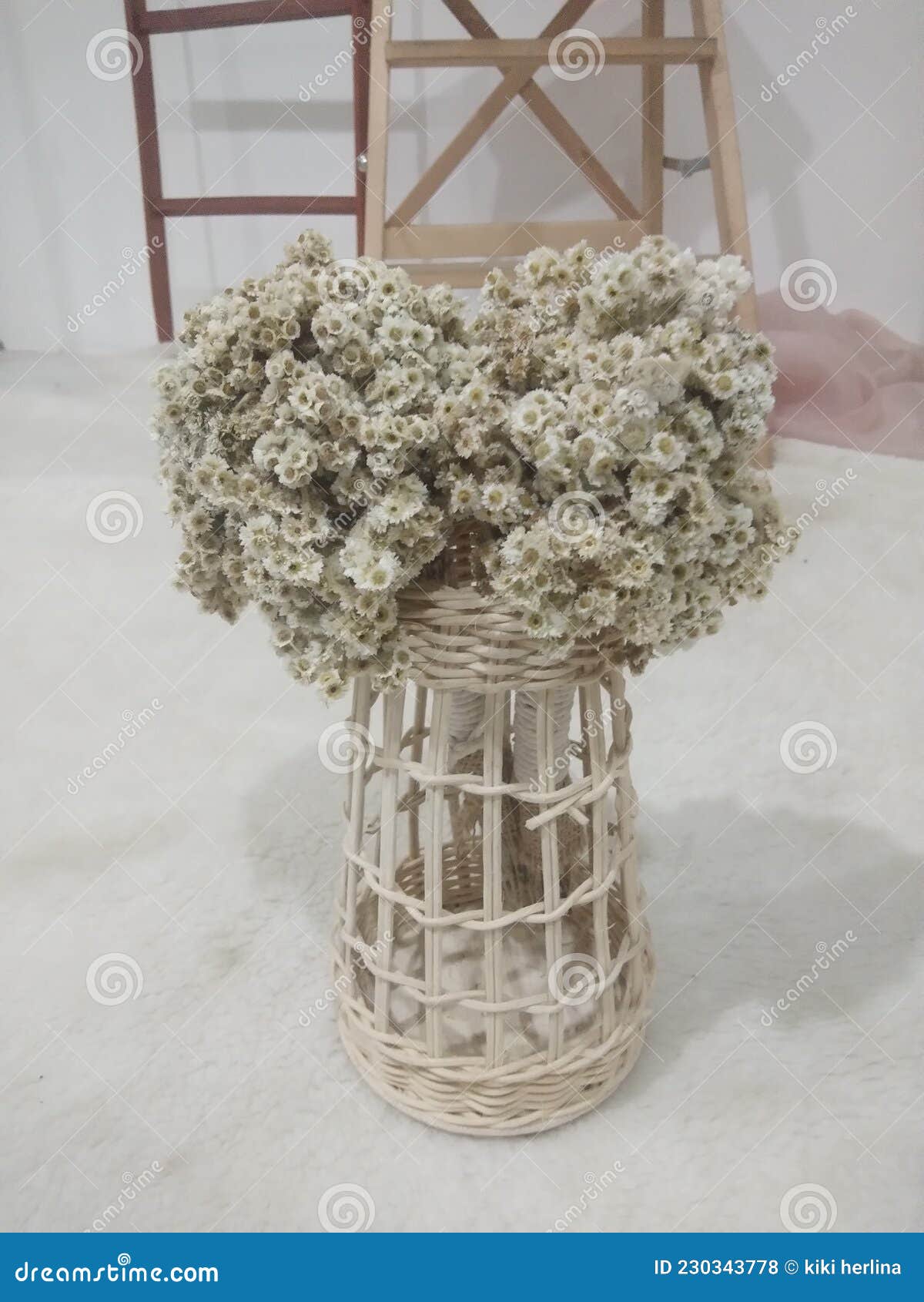 Flower that Symbolizes Eternity Edelweiss Flower Stock Photo Image of