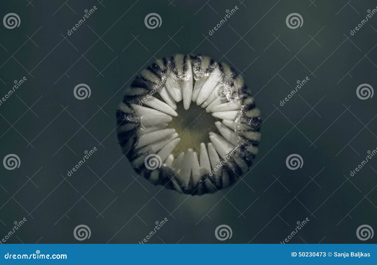 Flower teeth stock image. Image of agriculture, agricultural 50230473
