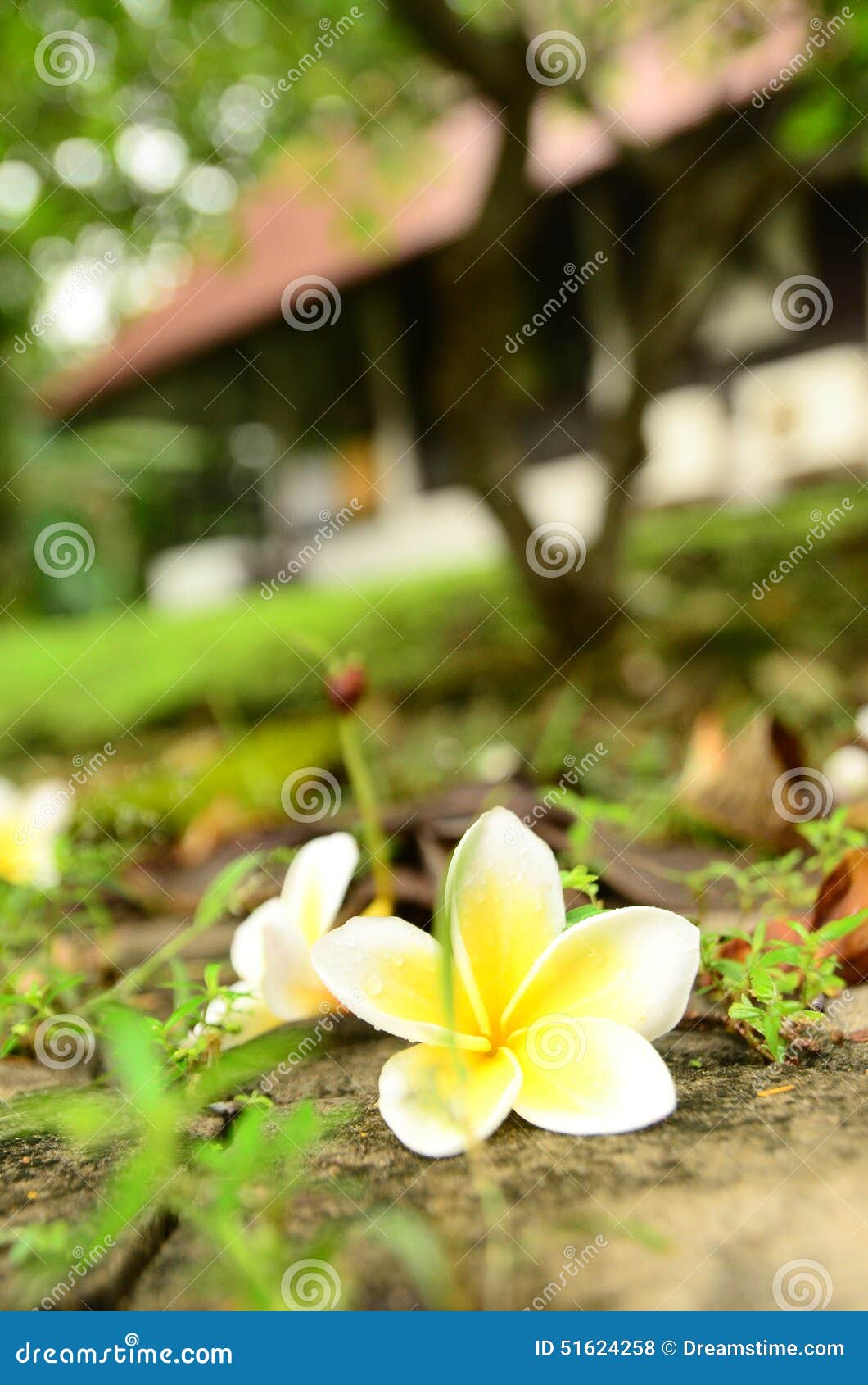 Flower temple tree stock photo. Image of temple, romantic 51624258