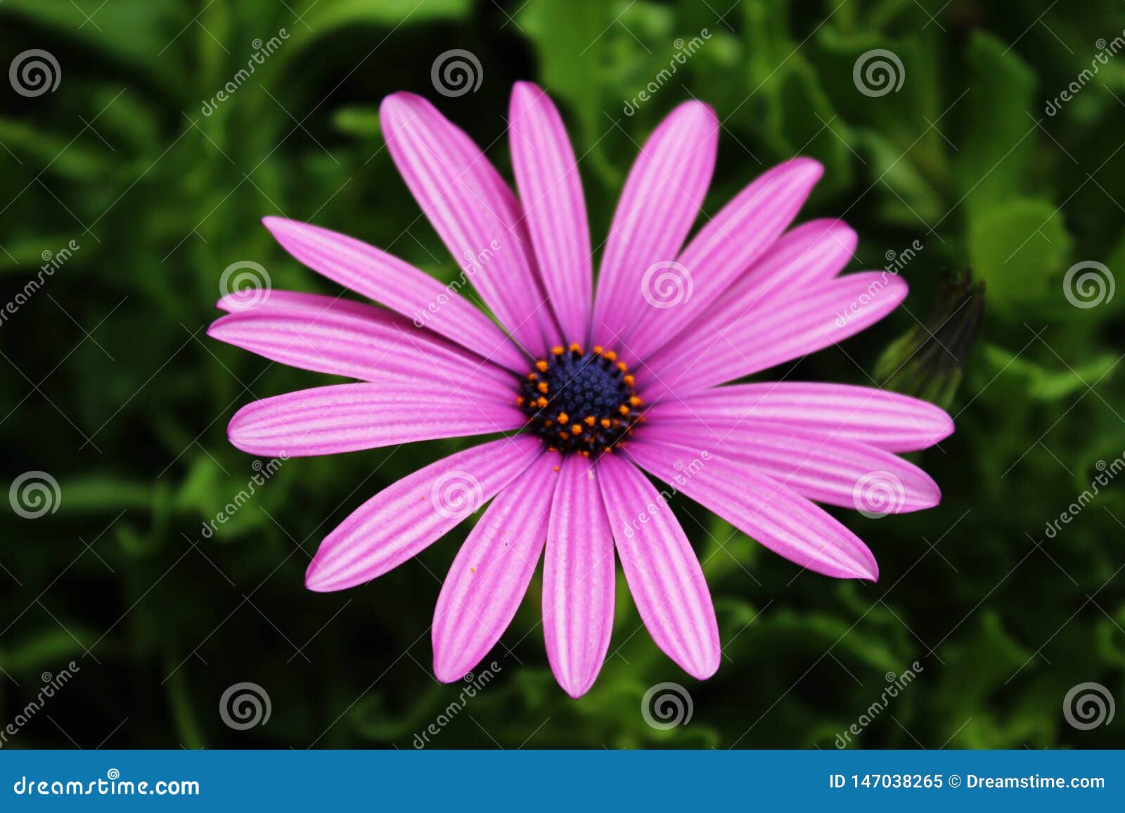 flower at tenerife, canary islands