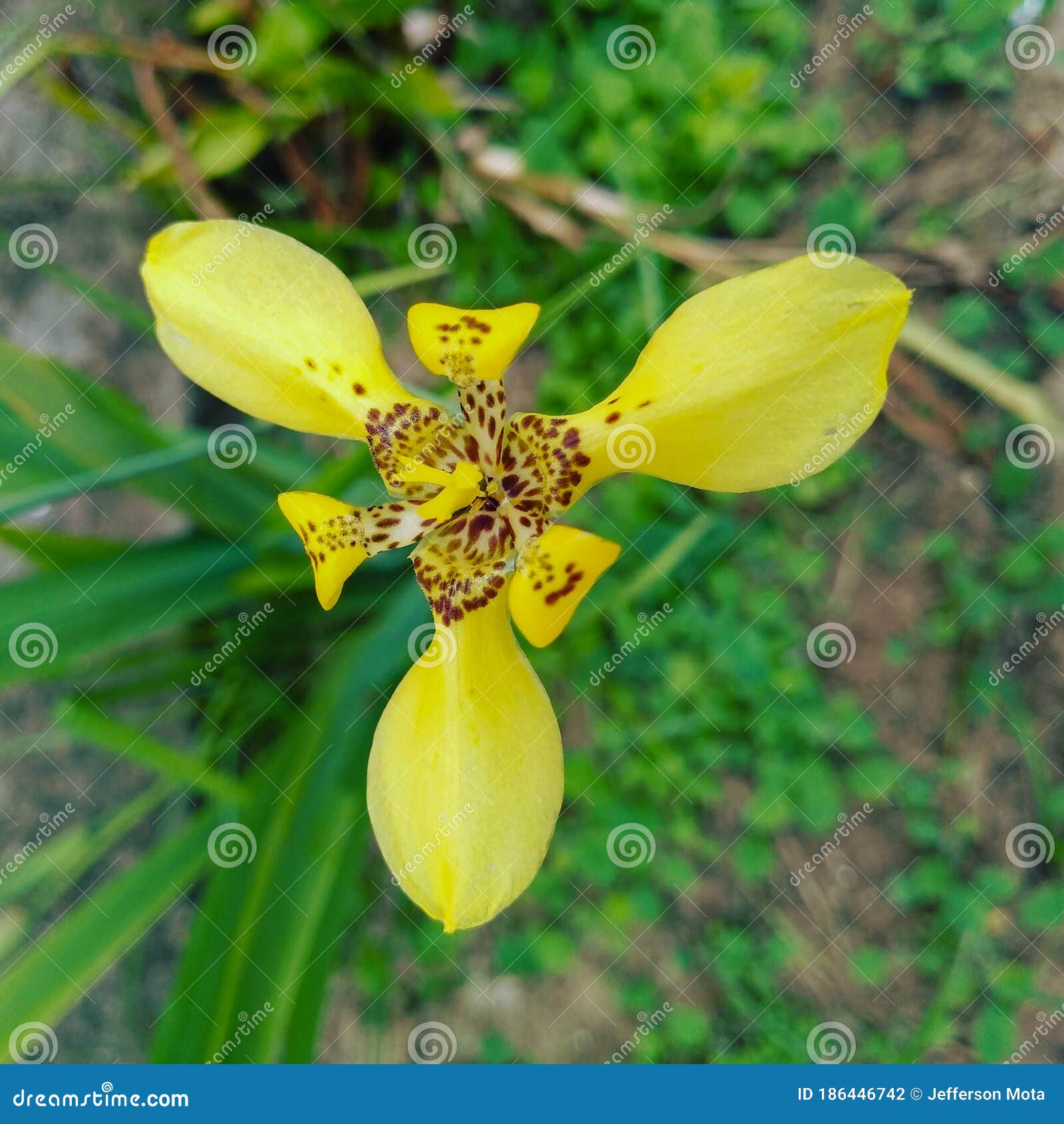 A Flower with Three Large Petals Stock Photo Image of autumn, blossom
