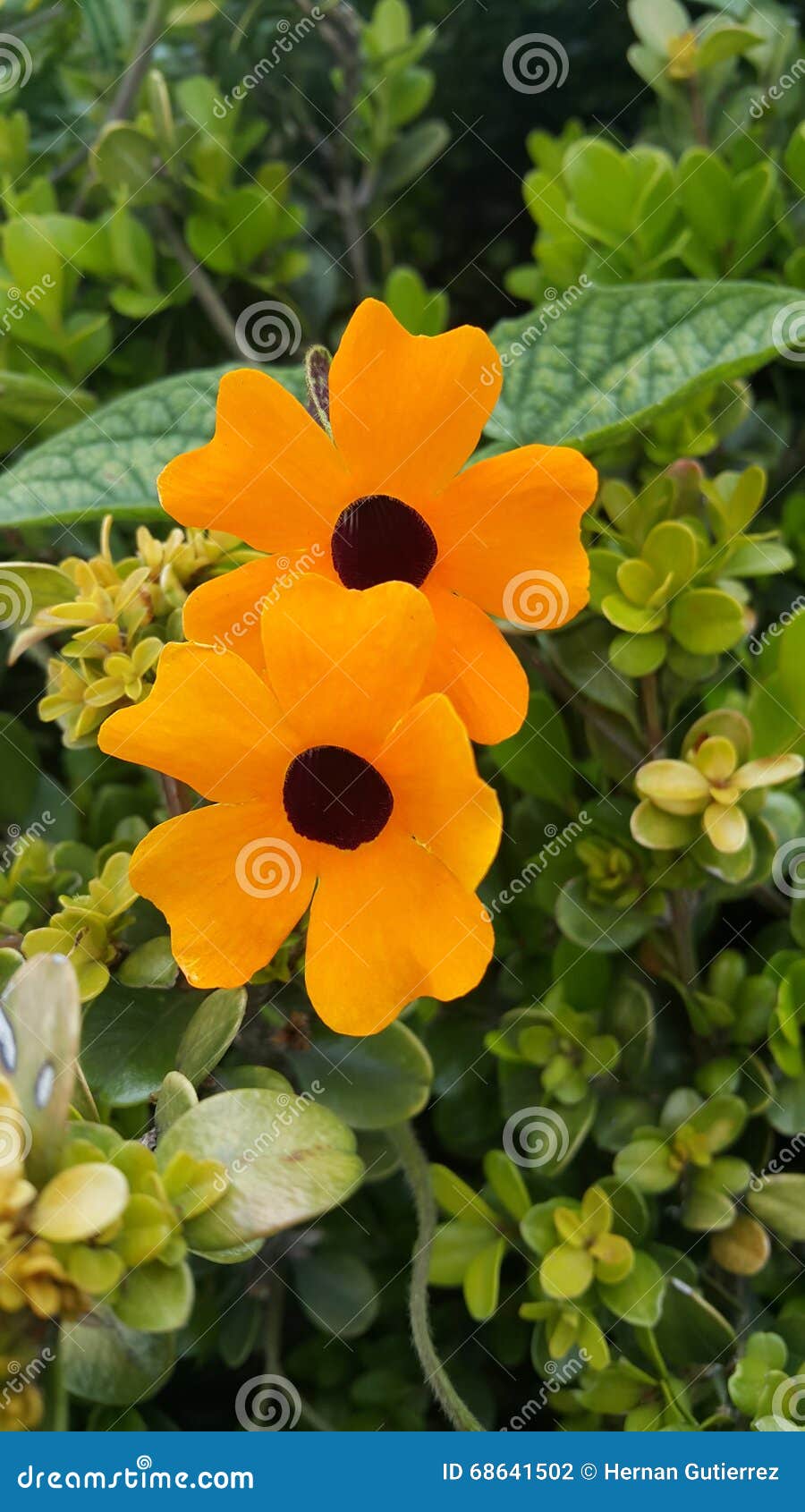 flower thunbergia alata