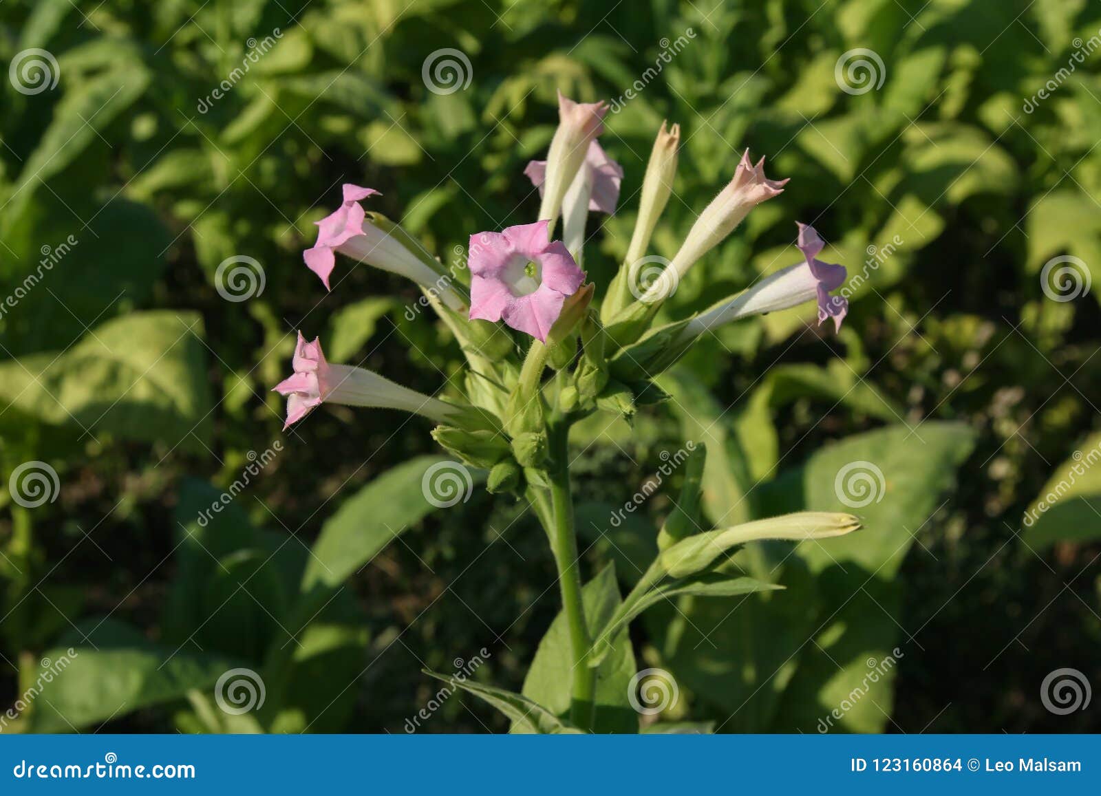 Flower of tobacco stock photo. Image of pink, botany 123160864