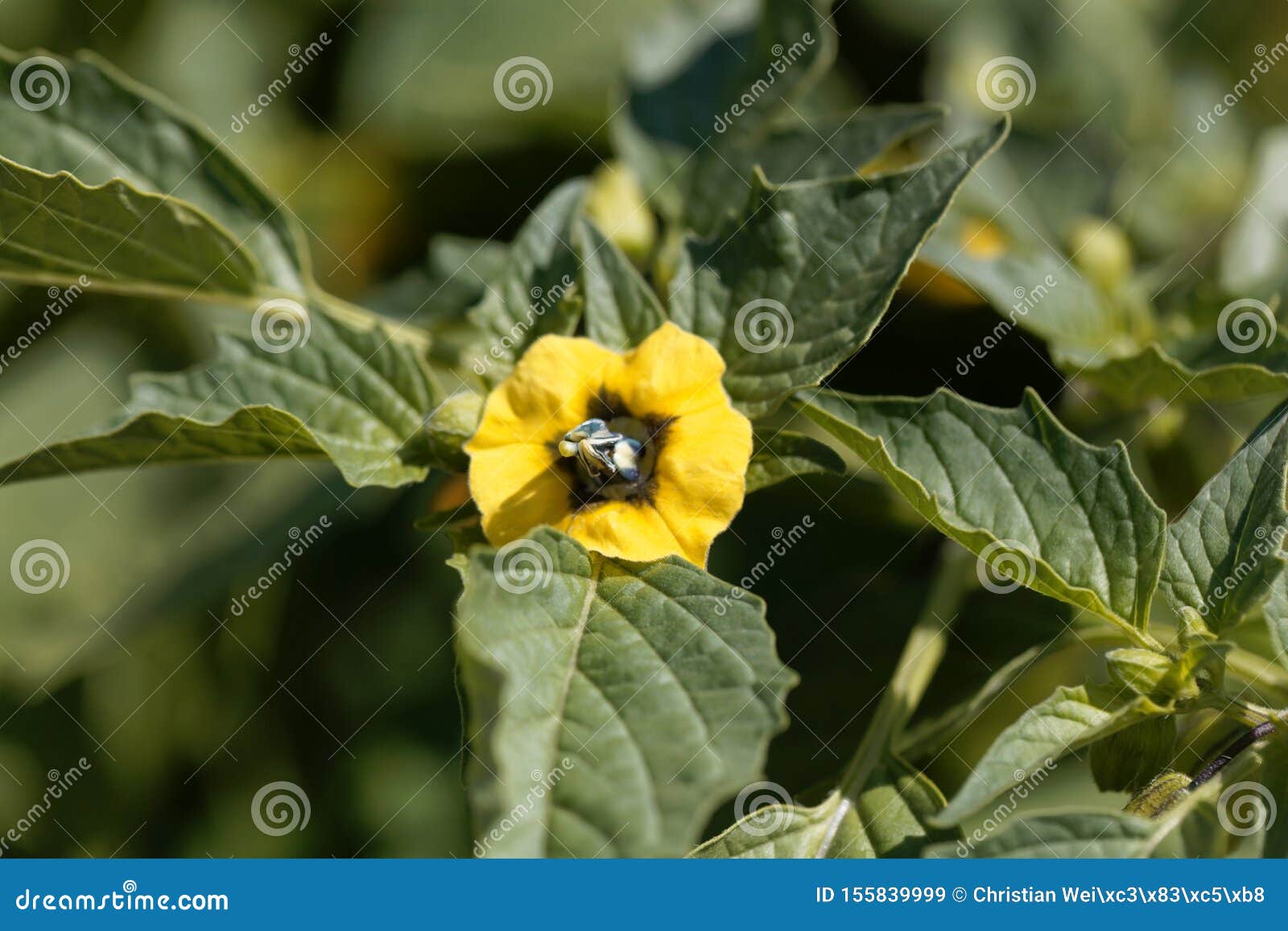 Flower of a Tomatillo, Physalis Philadelphica Stock Image Image of