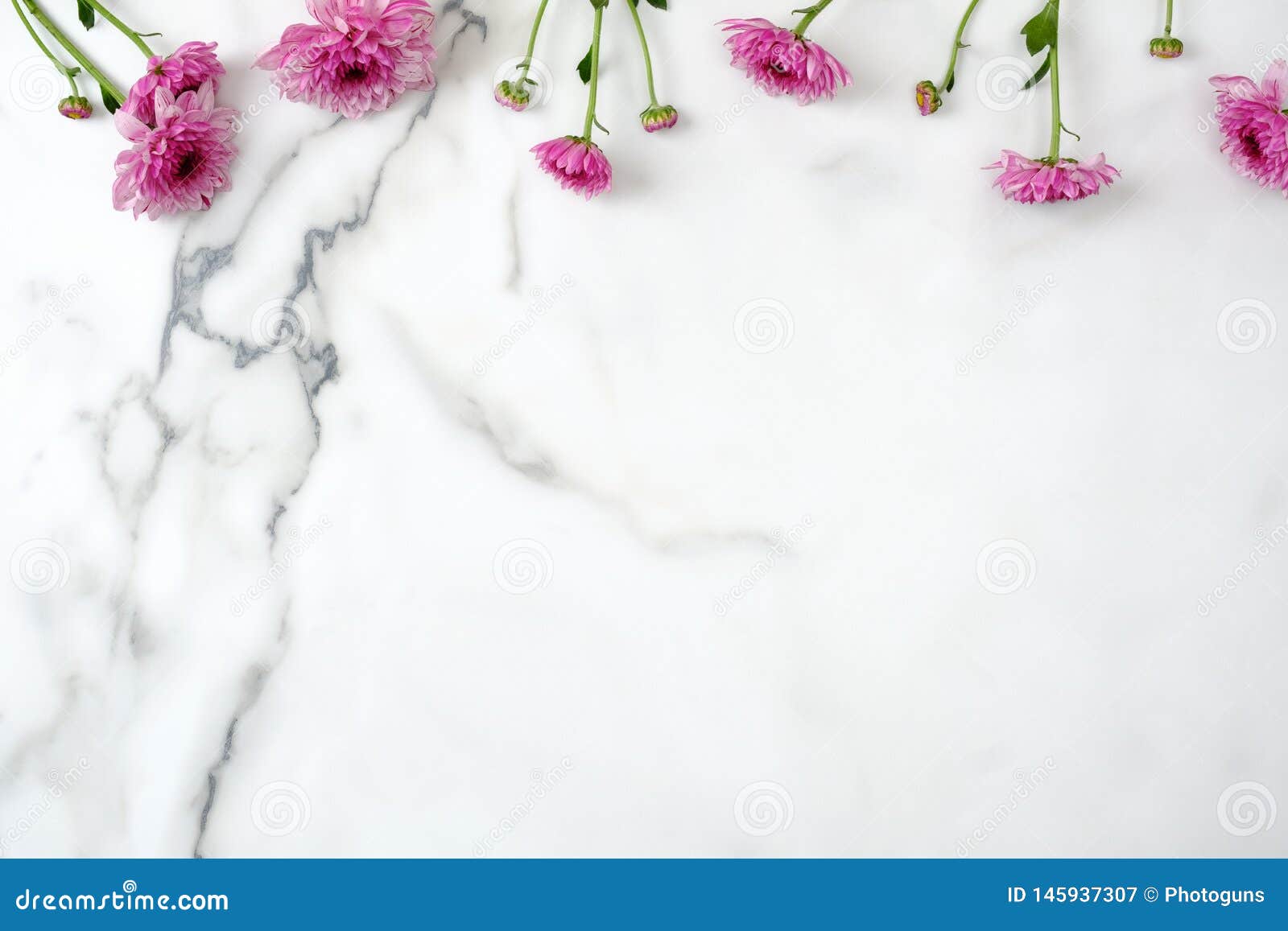 Flower Top Border Frame. Pink Daisy Flowers Head Scattered on Marble ...