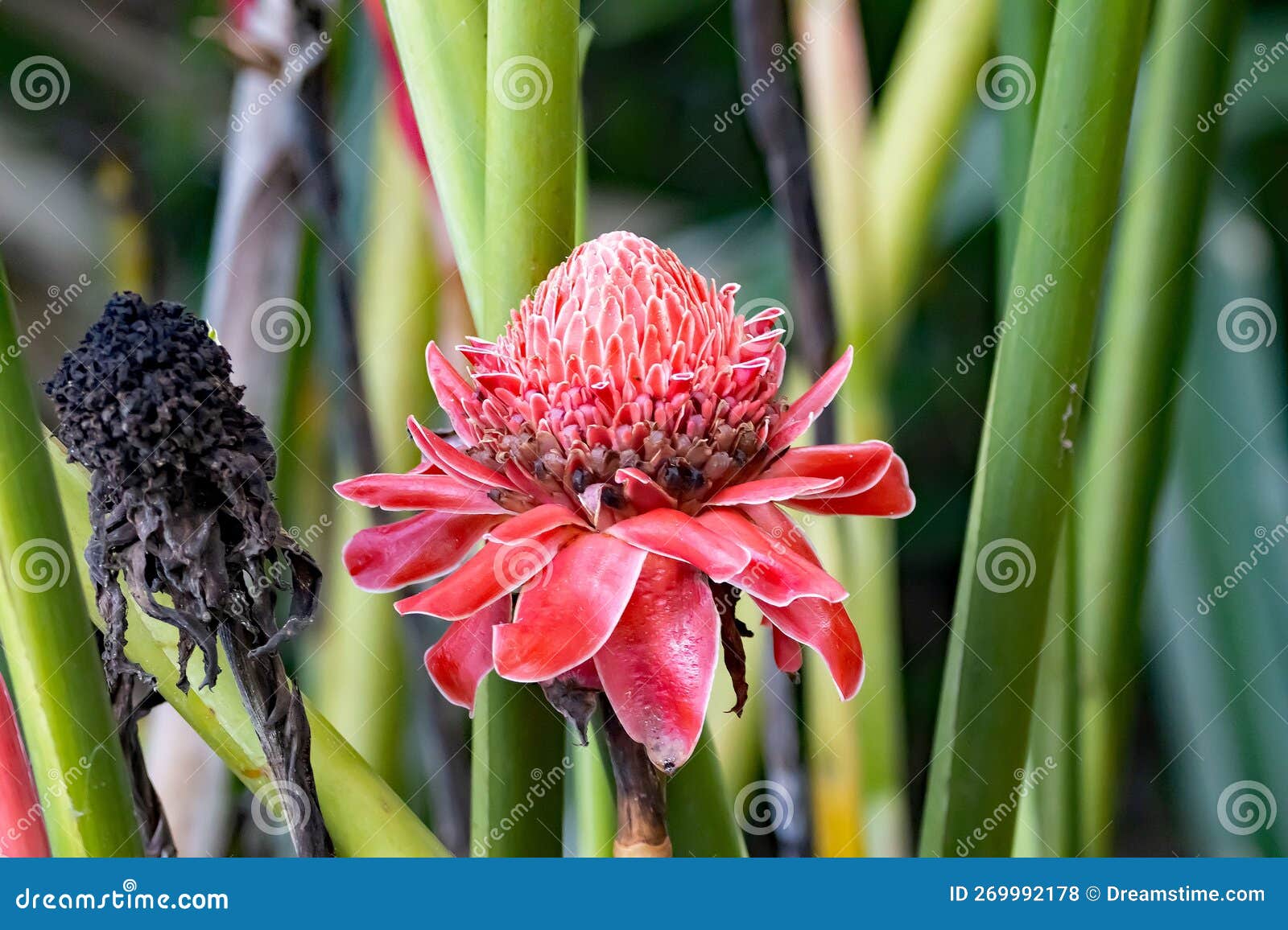 Flower of a Torch Ginger, Etlingera Elatior Stock Photo Image of