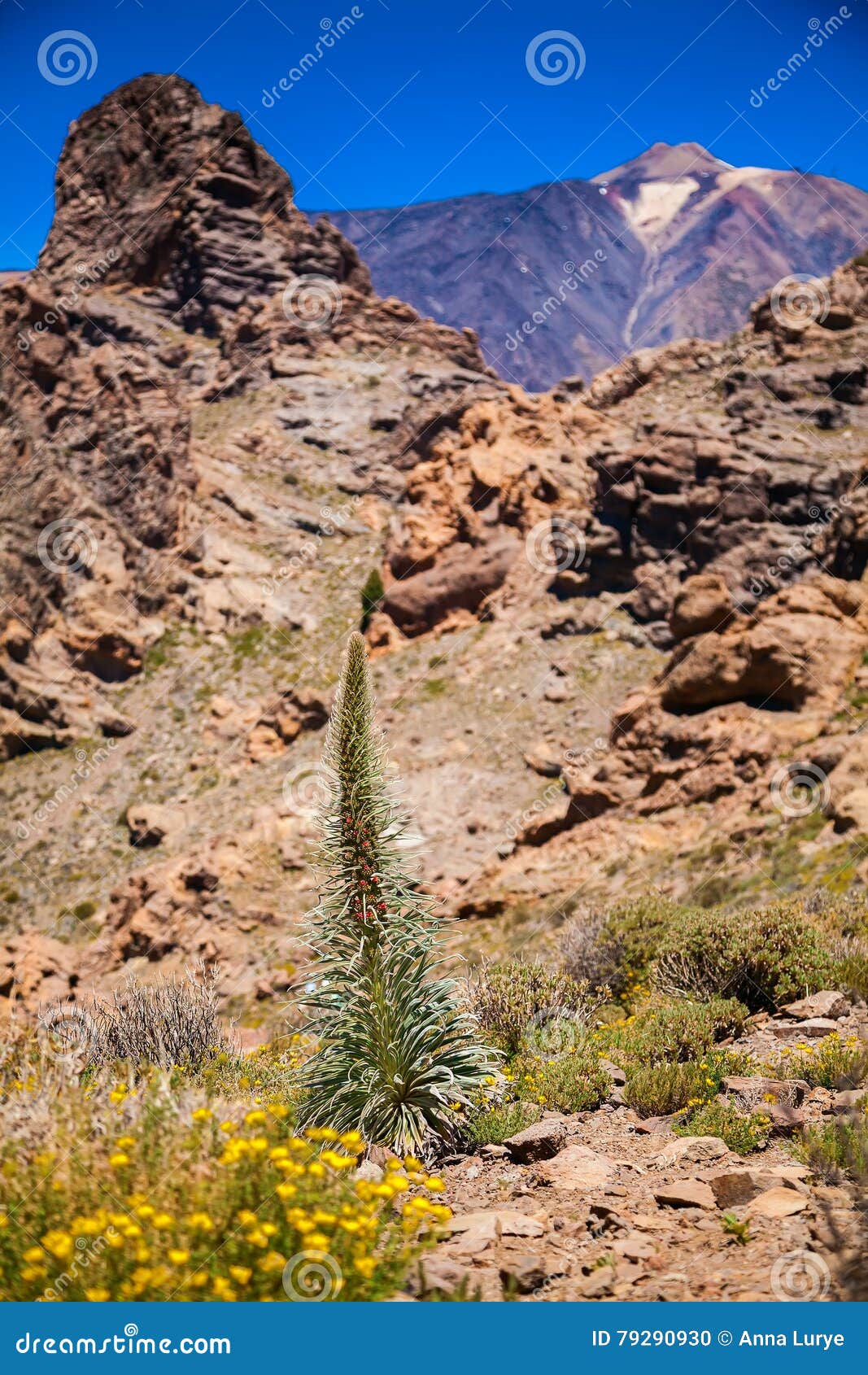 Flower Tower of Jewels Red Bugloss Stock Photo Image of brown