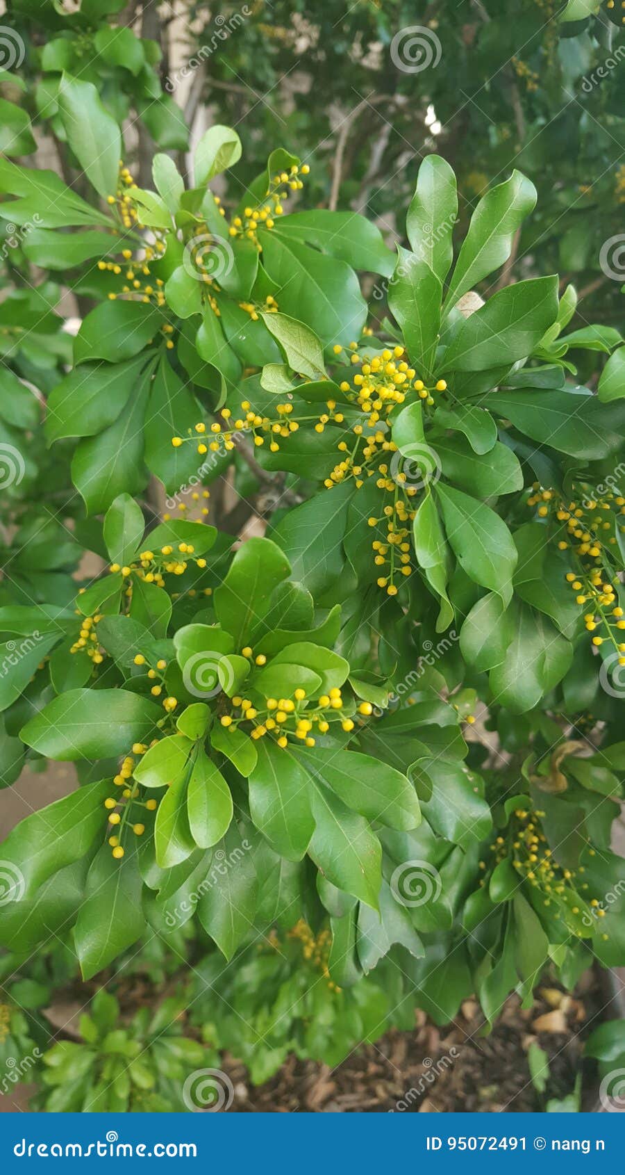 Flower tree green stock image. Image of green, tree, flower 95072491