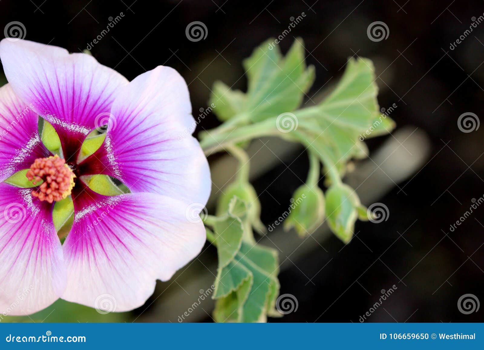 purple tree mallow purple tree mallow