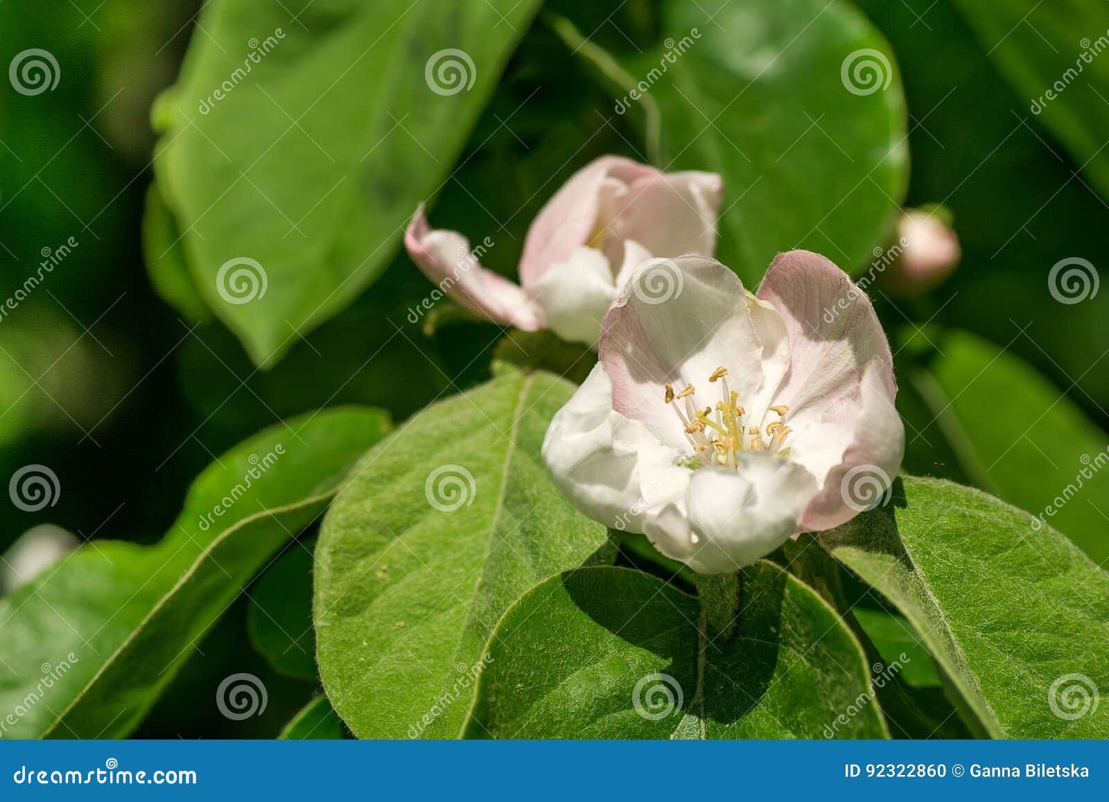 A Flower of a Tree of a Quince, Stock Photo Image of astringent