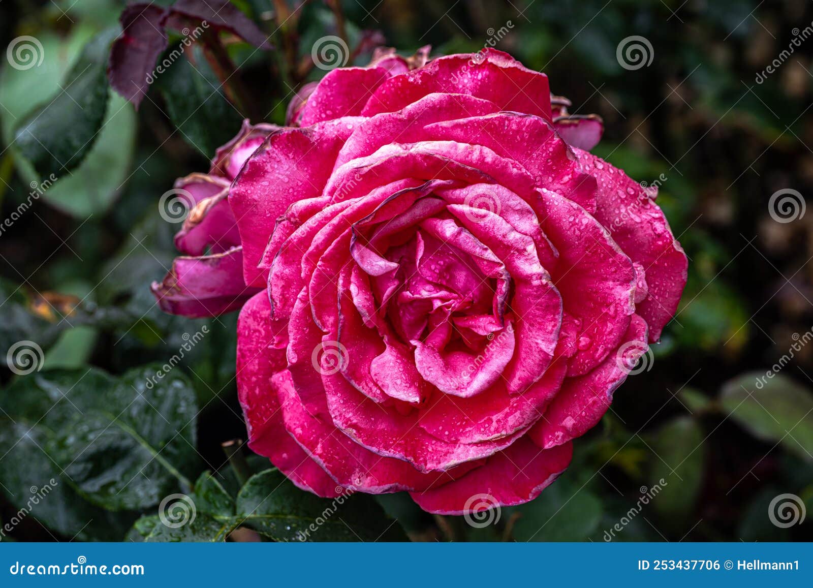 Flower of Tree Rose Variety Stock Photo Image of healthy, herb 253437706