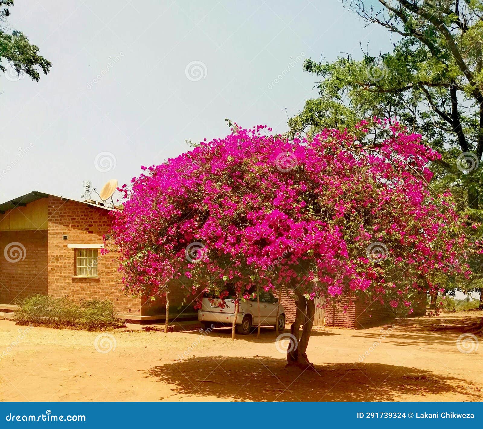 A Flower Trees Captured Together with House Stock Photo Image of