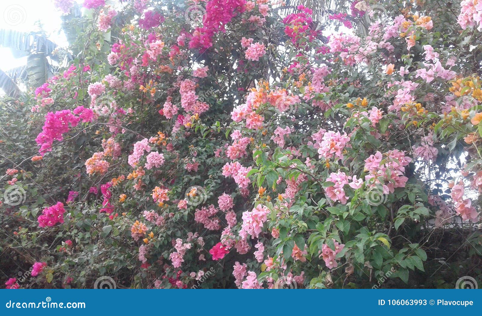 Flower trees stock image. Image of beautiful, tree, colorflowers ...