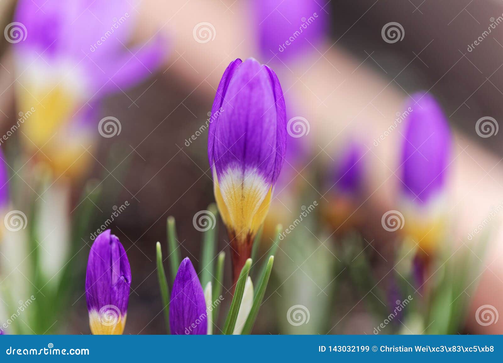 flower of a tricolored sieber`s crocus, crocus sieberi