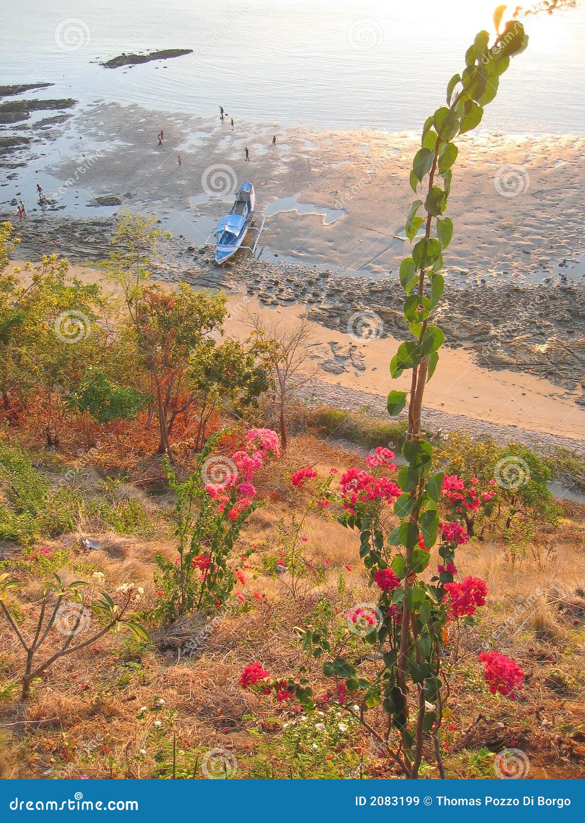 flower with tropical beach and sea in the back, labuan bajo, flores, indonesia