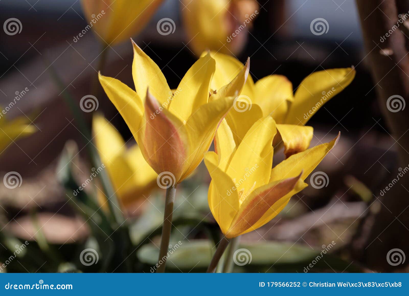 Flower Of The Tulip Tulipa Kolpakowskiana Stock Photo Image Of Closeup Garden 179566252