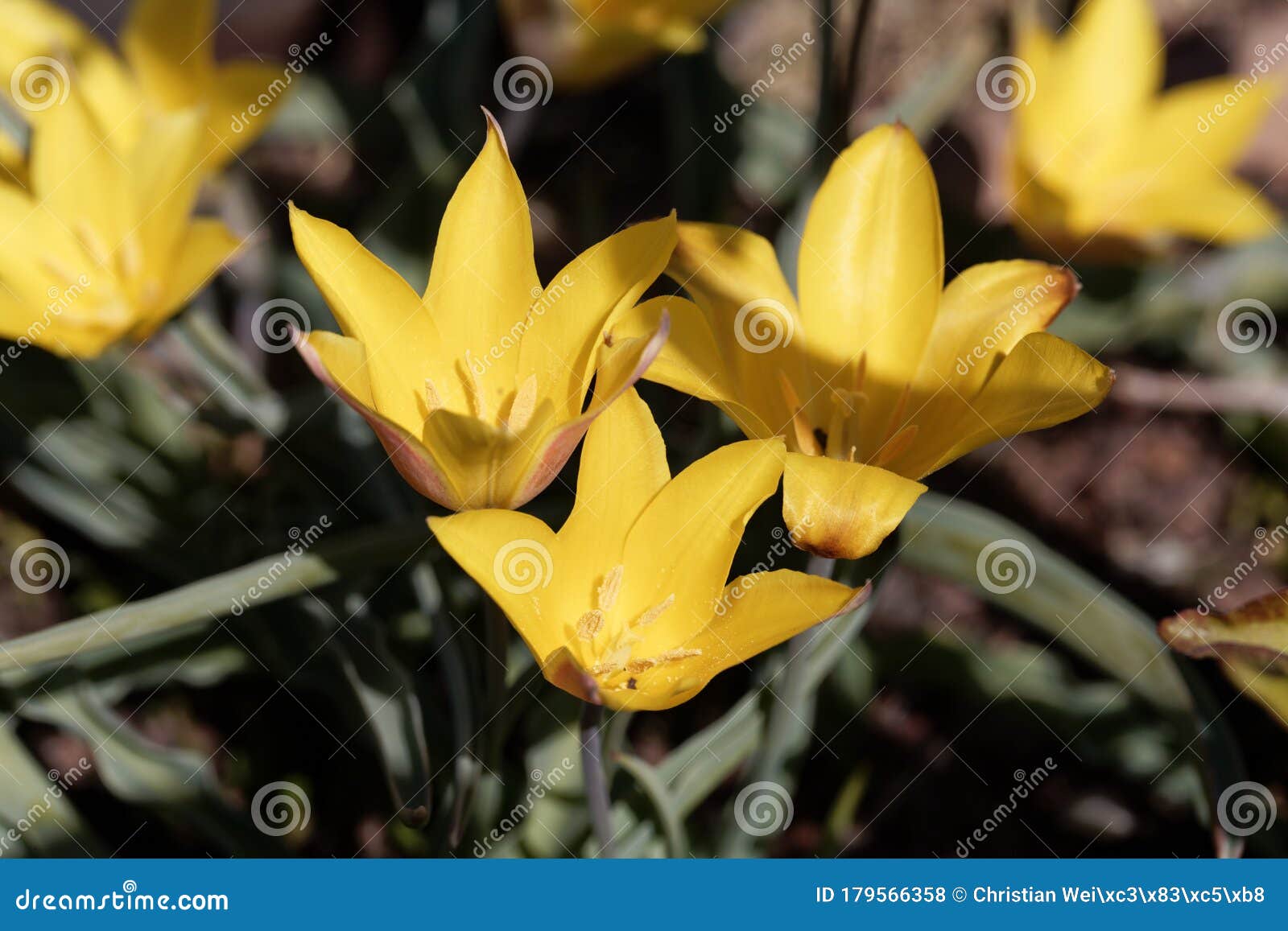 Flower Of The Tulip Tulipa Kolpakowskiana Stock Photo Image Of Botany Beauty 179566358