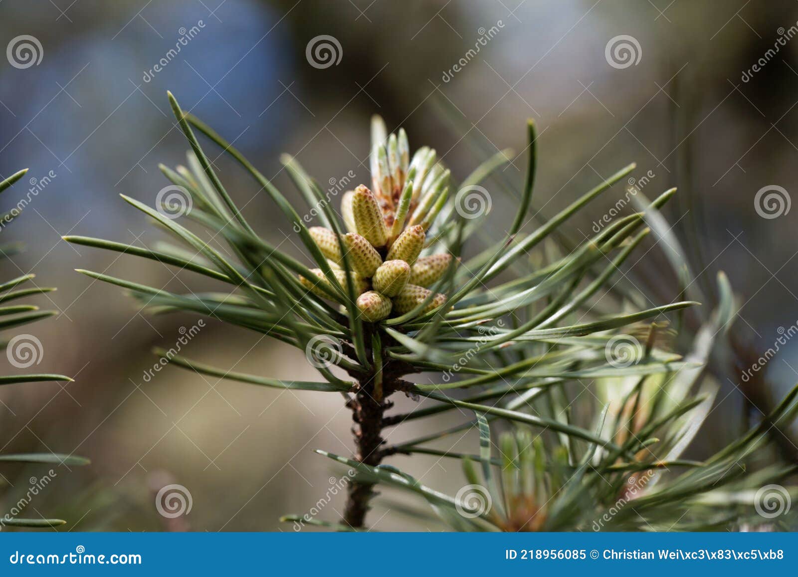 Flower of a Twisted Pine, Pinus Contorta Stock Image Image of