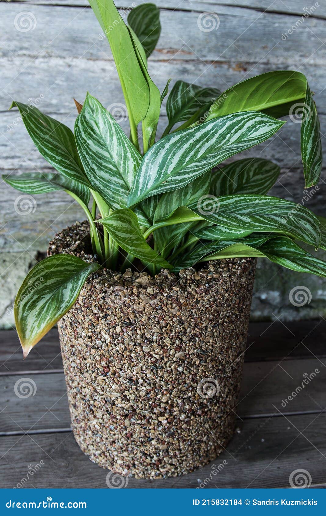 Flower Vase Made of Pebbles Stock Photo Image of brown, design 215832184