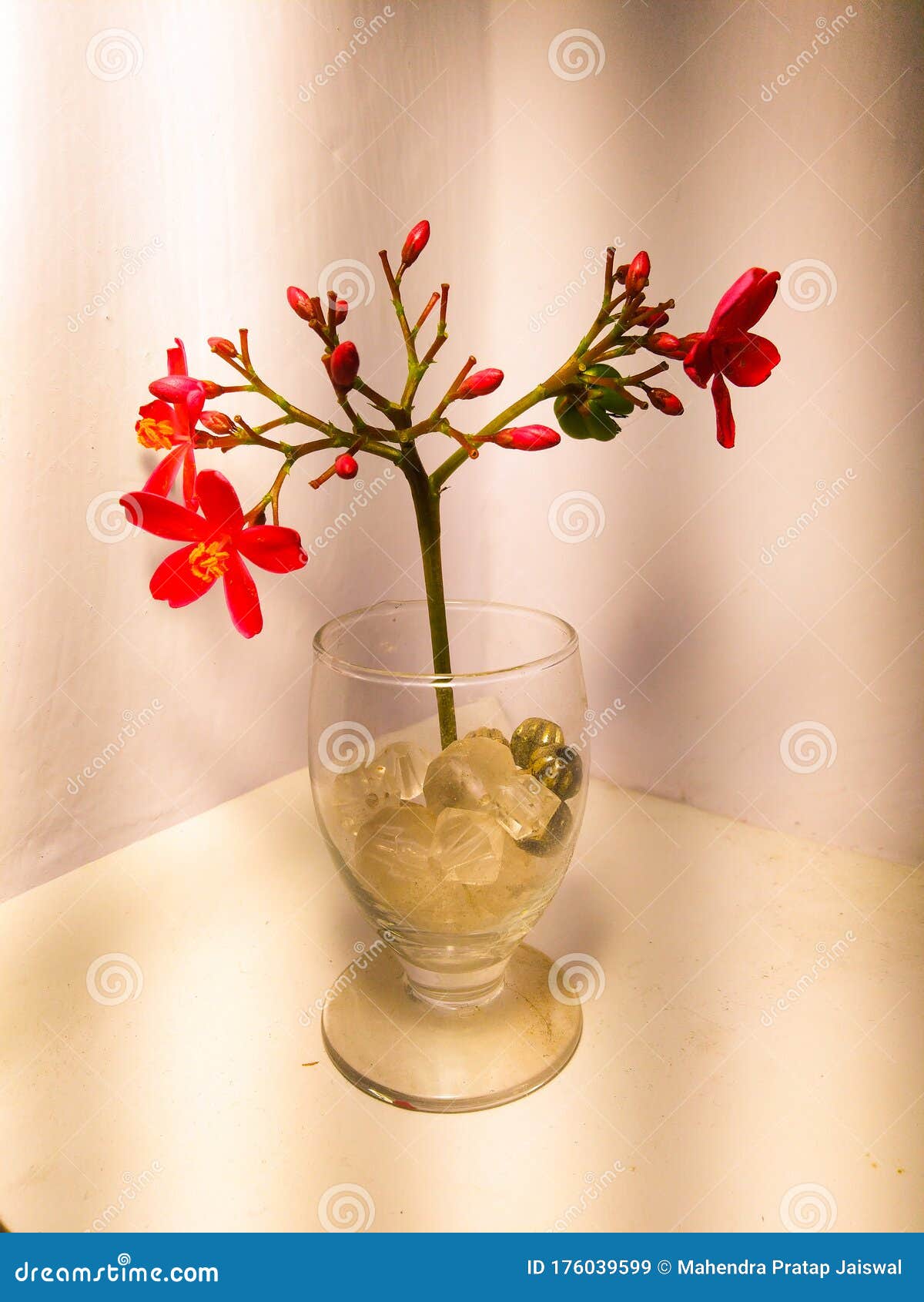 Flower Vase with Red Petals Stock Image Image of beautiful, petals