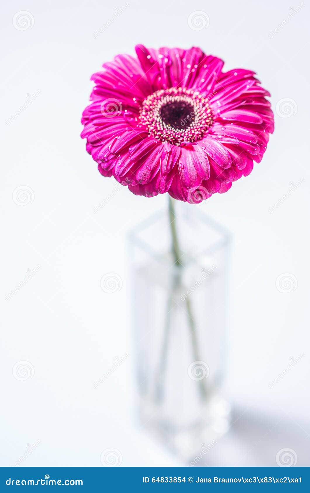 Flower stock photo. Image of colors, beautiful, water 64833854