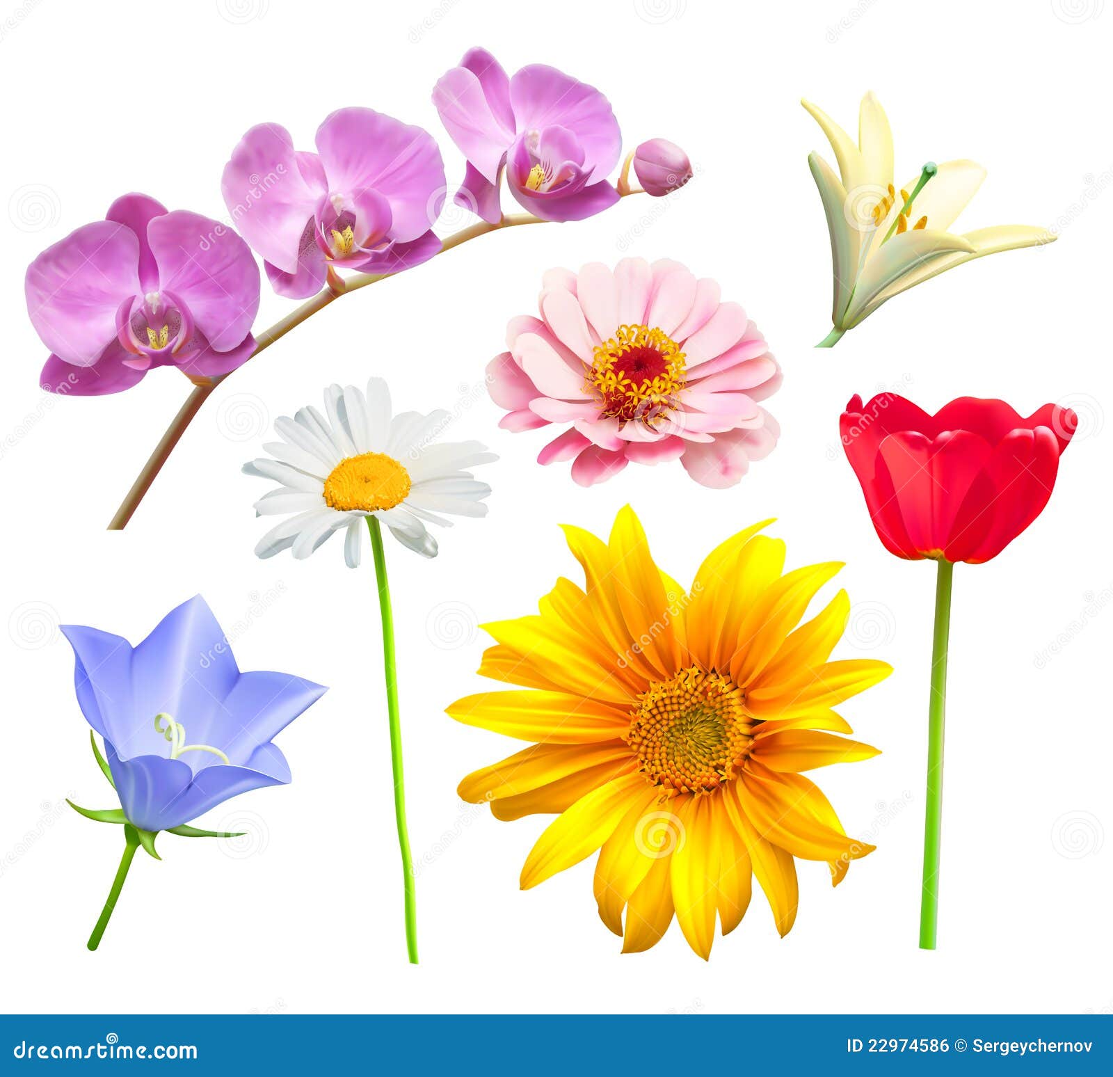 Flower vector set stock vector. Illustration of daisy - 22974586