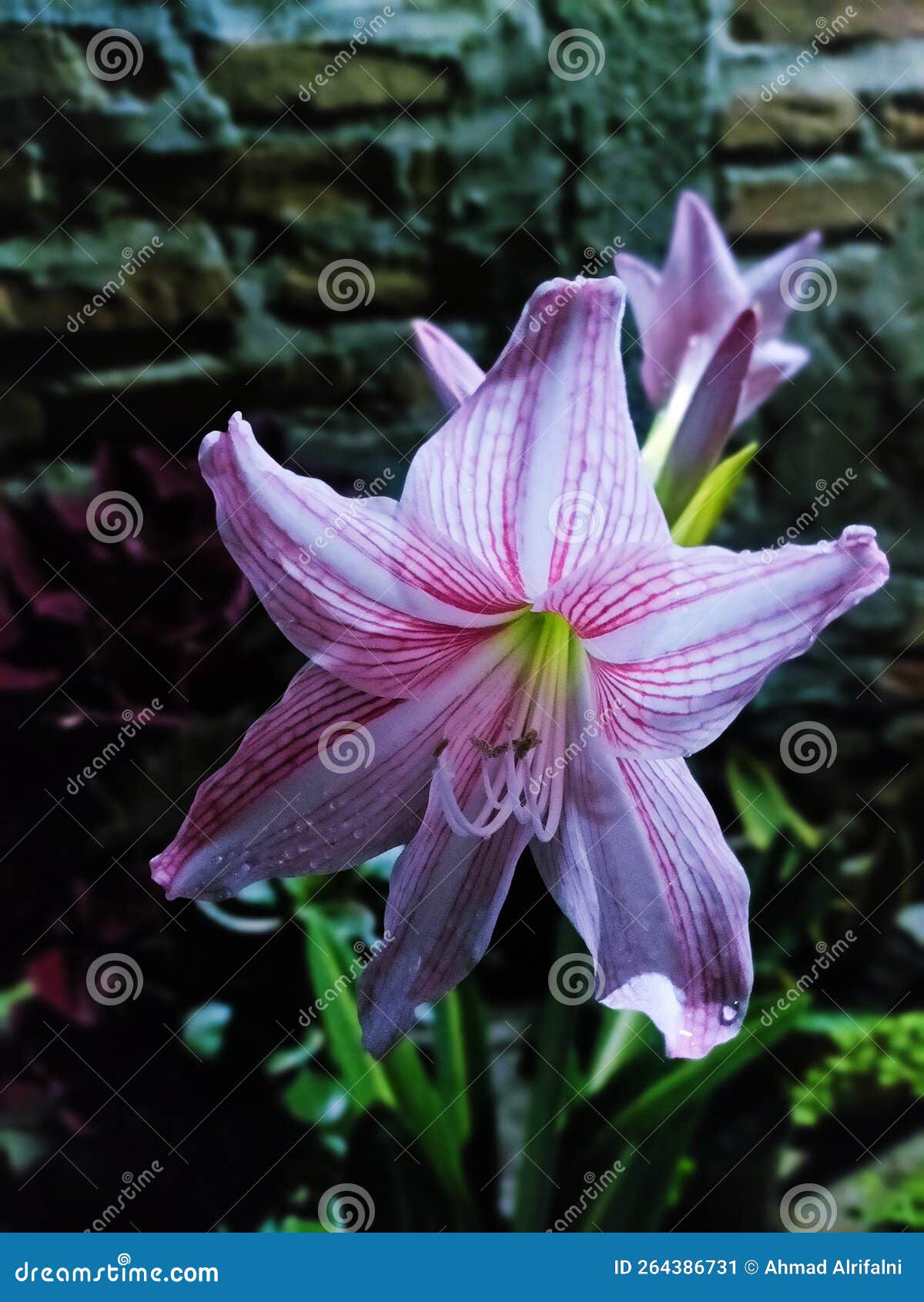 This Flower is Very Beautiful, we Must Preserve it Stock Image Image