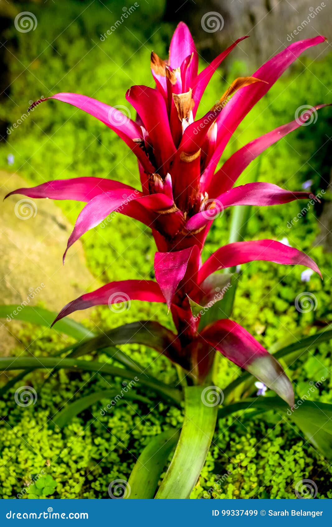 Tropical Flower At San Diego S Meditation Garden Stock Image