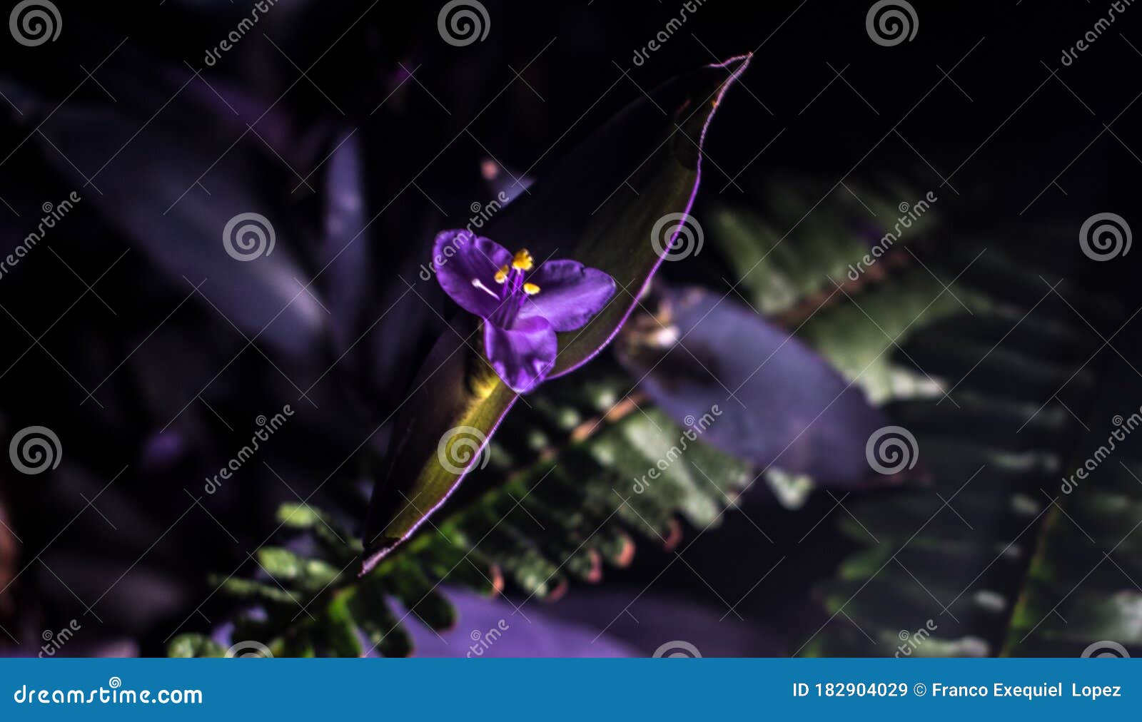 flower viollet violetas