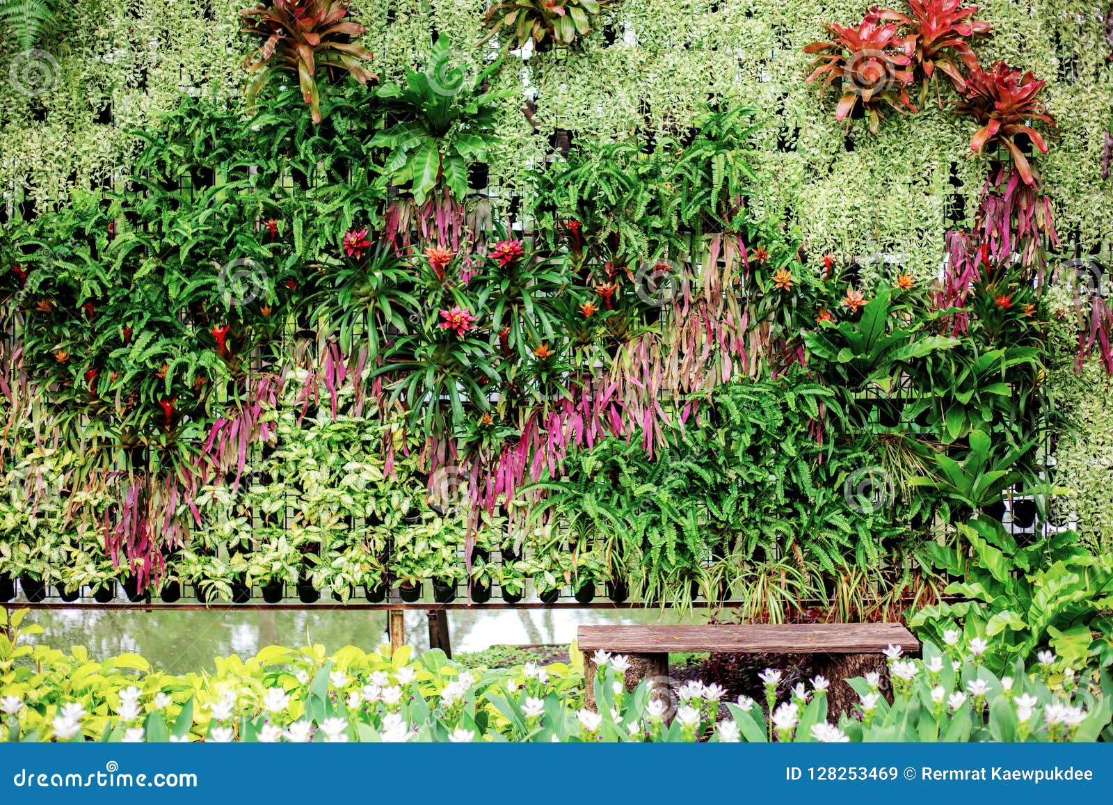 Flower on wall in garden. stock image. Image of blossom 128253469